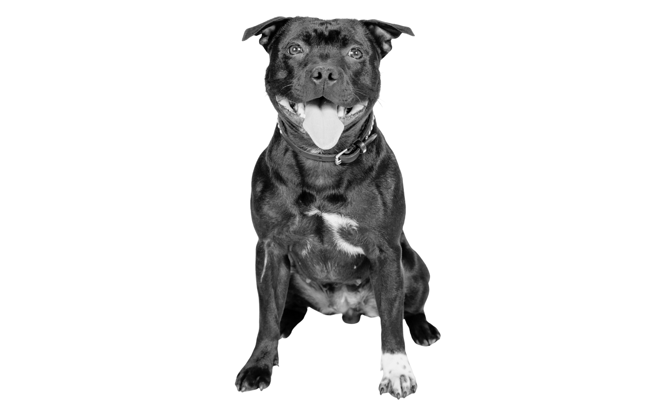 2200x1368 English Staffordshire Bull Terrier dog breed