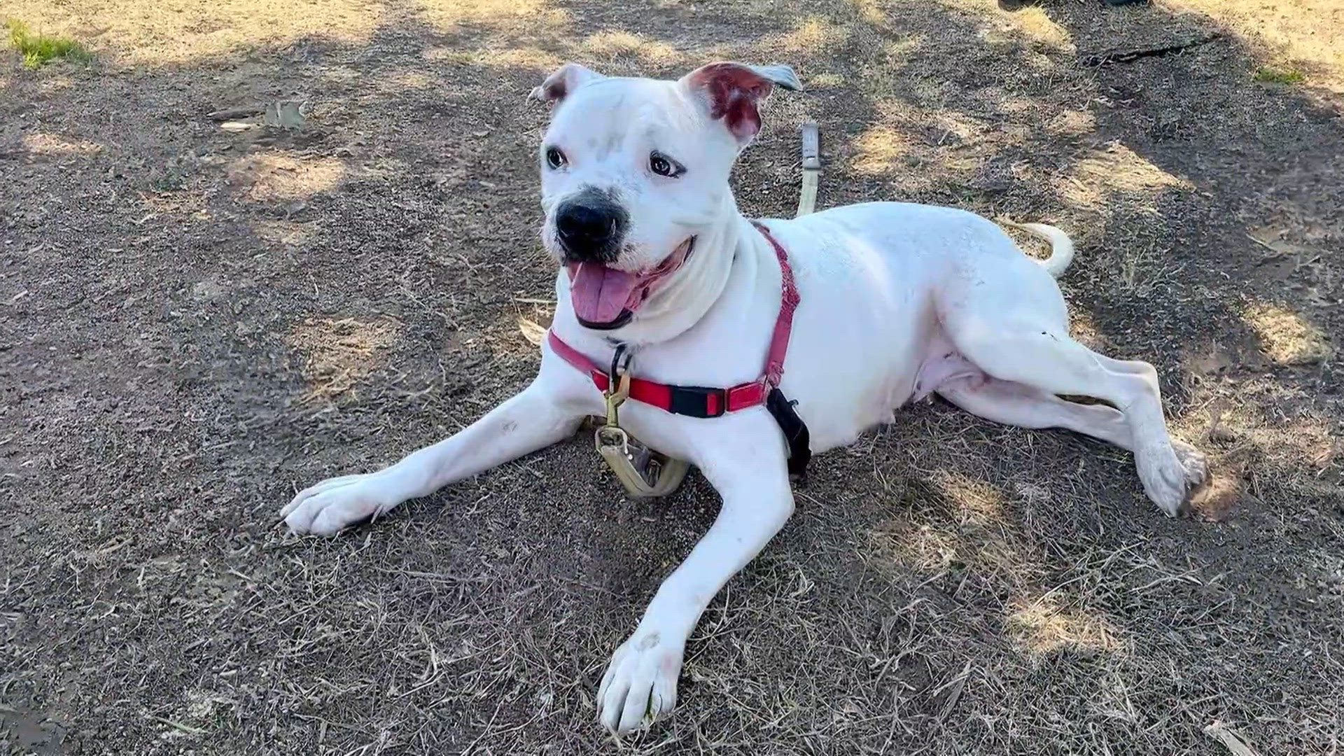 1920x1080 Tailwagger: Meet Shea, A Beautiful, Quiet Hearing Impared Dog Looking For A Loving Home