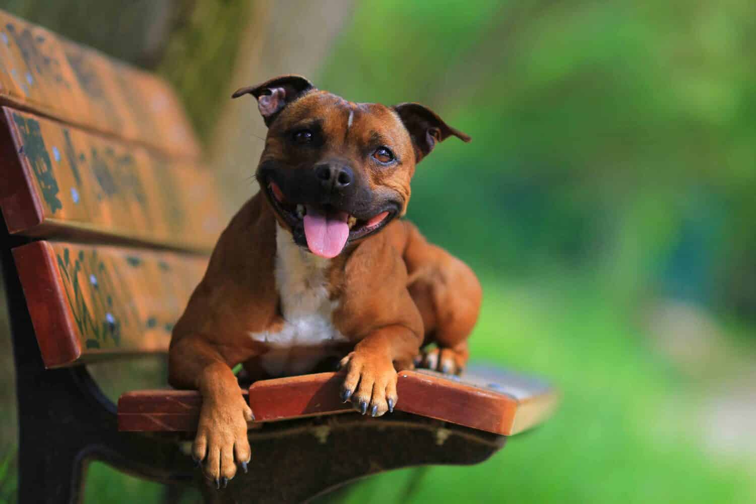 1500x1000 Male Vs Female Staffordshire Bull Terriers: 3 Key Differences Z Animals