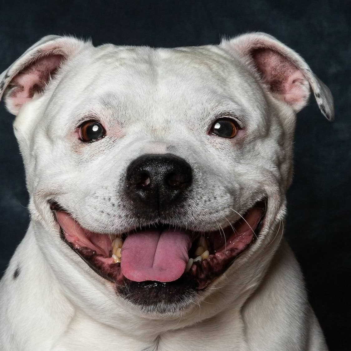 1125x1125 A Comprehensive Guide to the Staffordshire Bull Terrier: History, Care, and Training