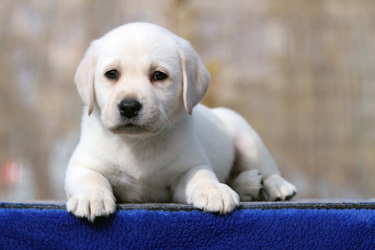 1200x800 Little Blue Staffie Puppy Has the Sweetest Angel Eyes