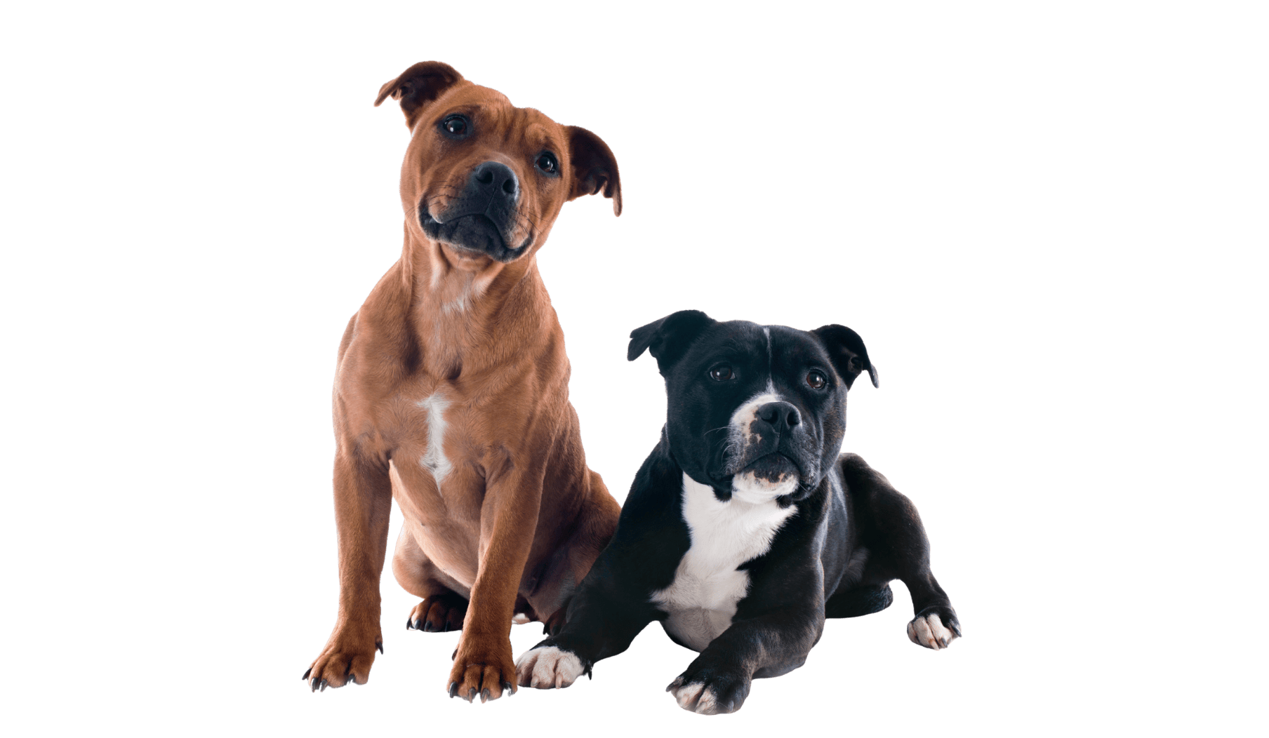 1808x1052 English Staffordshire Bull Terrier dog breed