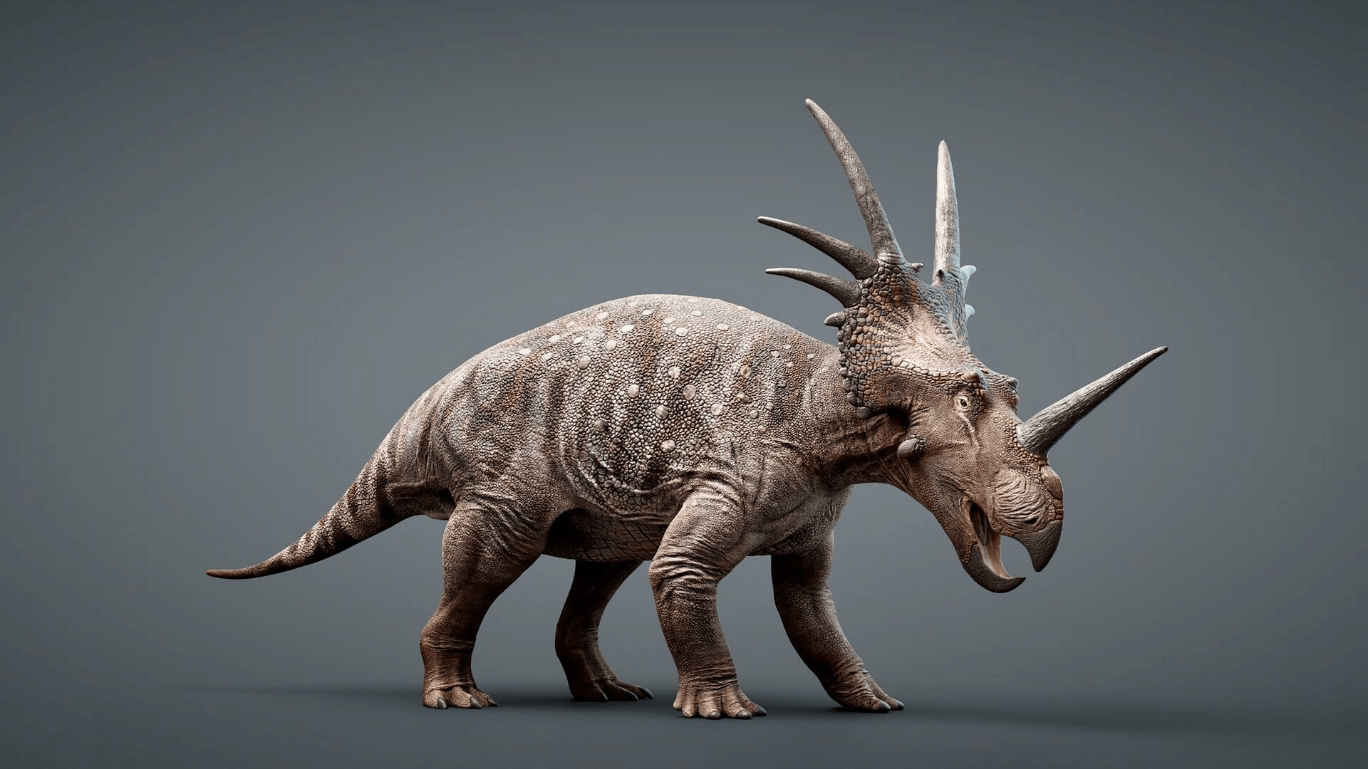 1920x1080 Styracosaurus albertensis: The Cretaceous Rhinoceros's Door