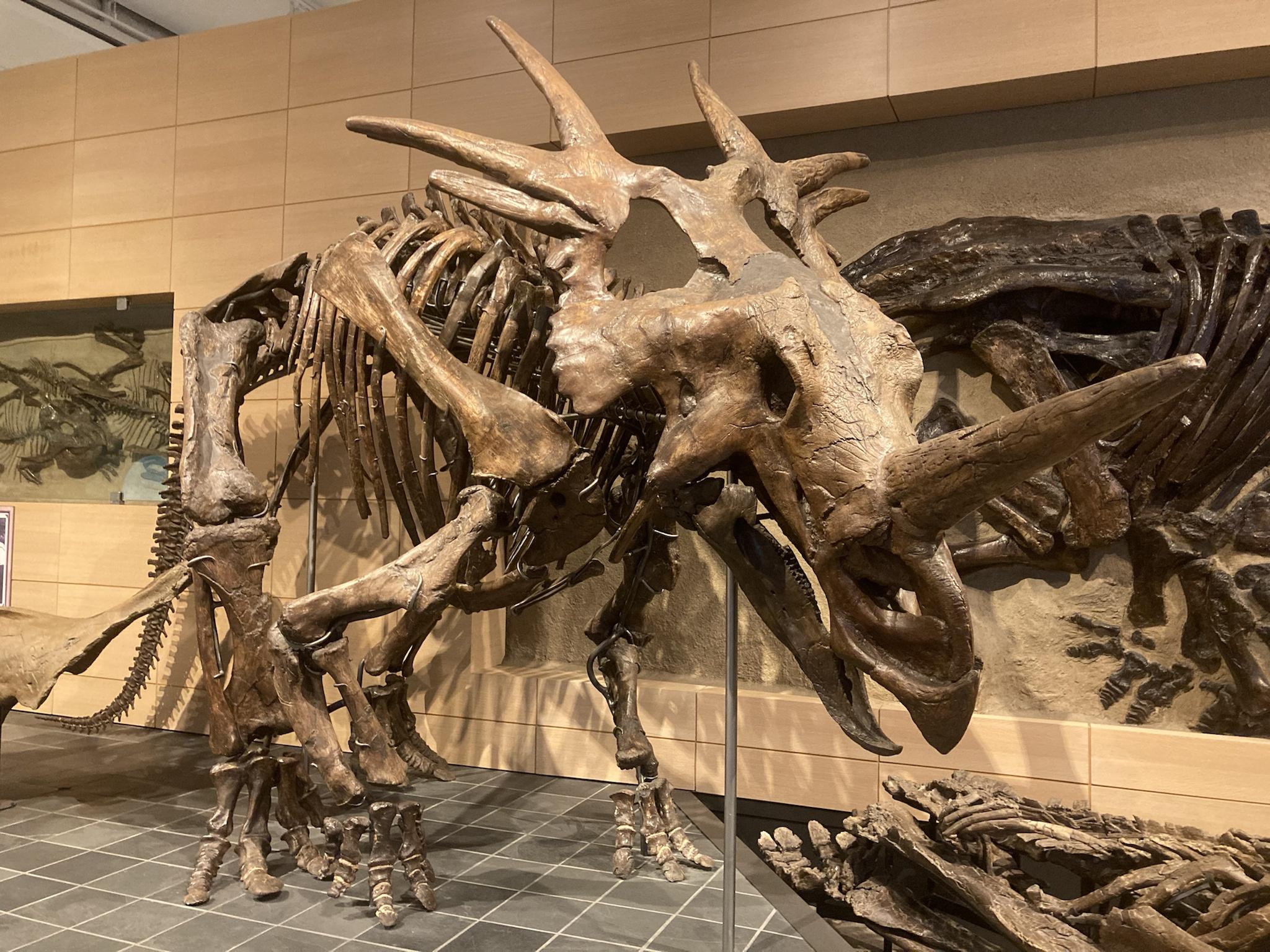 2048x1536 Styracosaurus