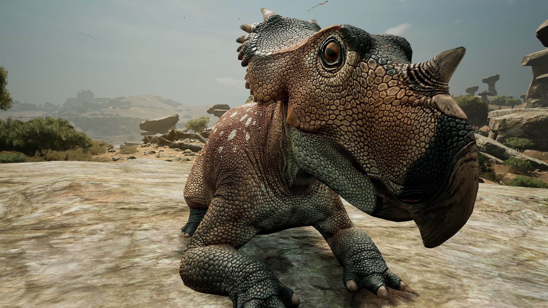 1920x1080 Some photo of Baby Styracosaurus