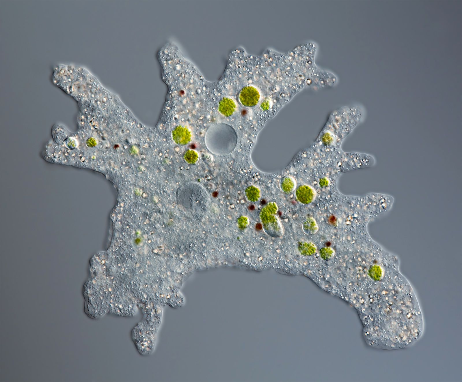 1600x1324 Tiny Protozoans and Algae