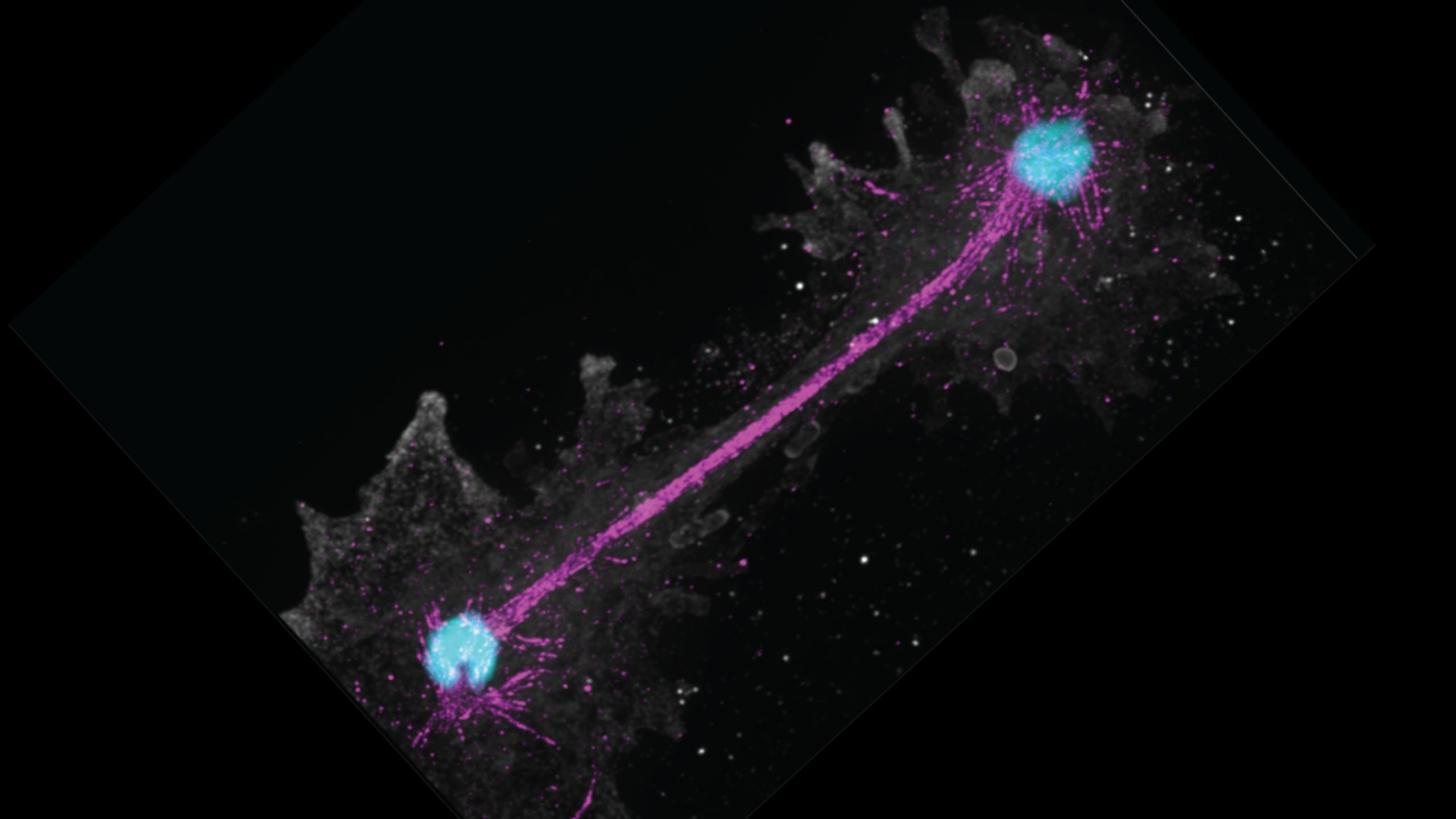 2560x1440 Volcanic Springs Amoeba Survives 63 °C, Setting a New Heat Record For Complex Life