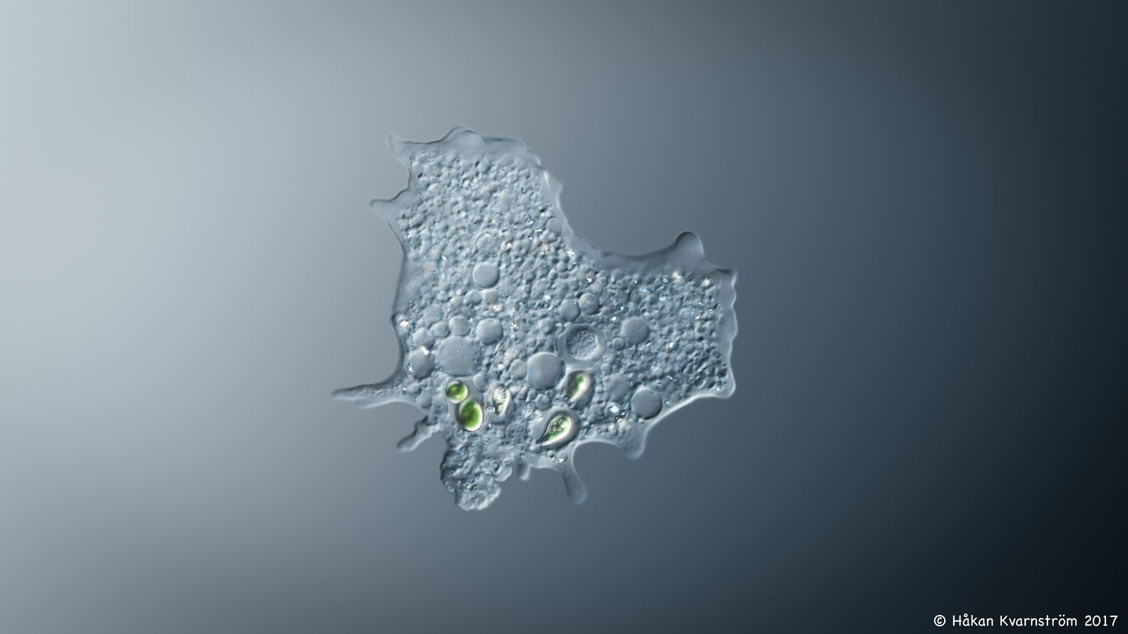 1600x900 Amoeba with algae inside. Håkan Kvarnström Photography