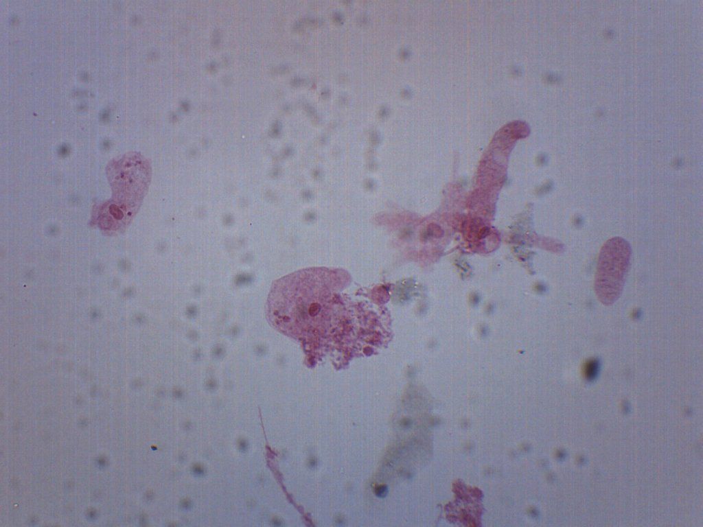 1024x768 Amoeba Proteus, Whole Mount Microscope Slide