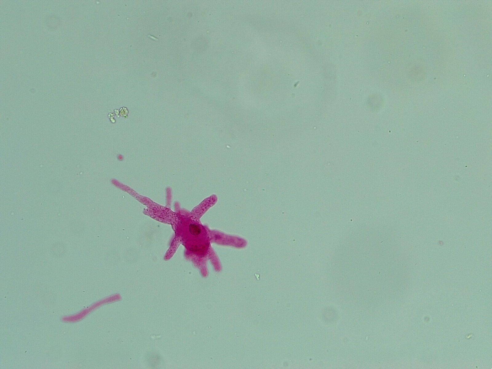 1600x1200 Amoeba
