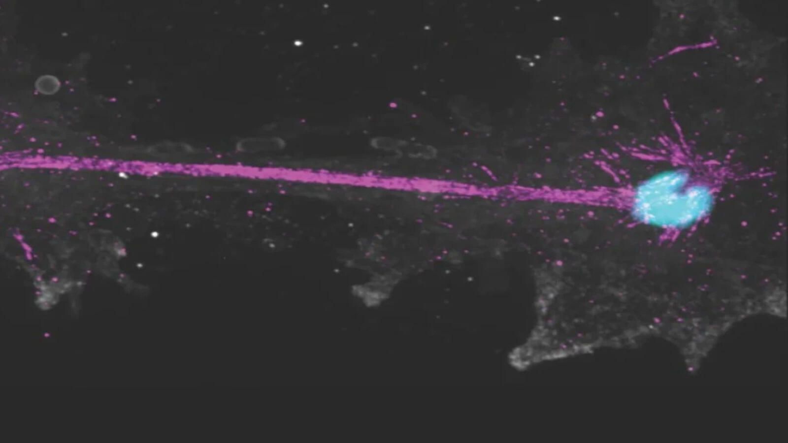 1600x900 California fire amoeba: The 145°F survival mystery: How a tiny California 'fire' amoeba thrives where complex life was thought impossible Economic Times