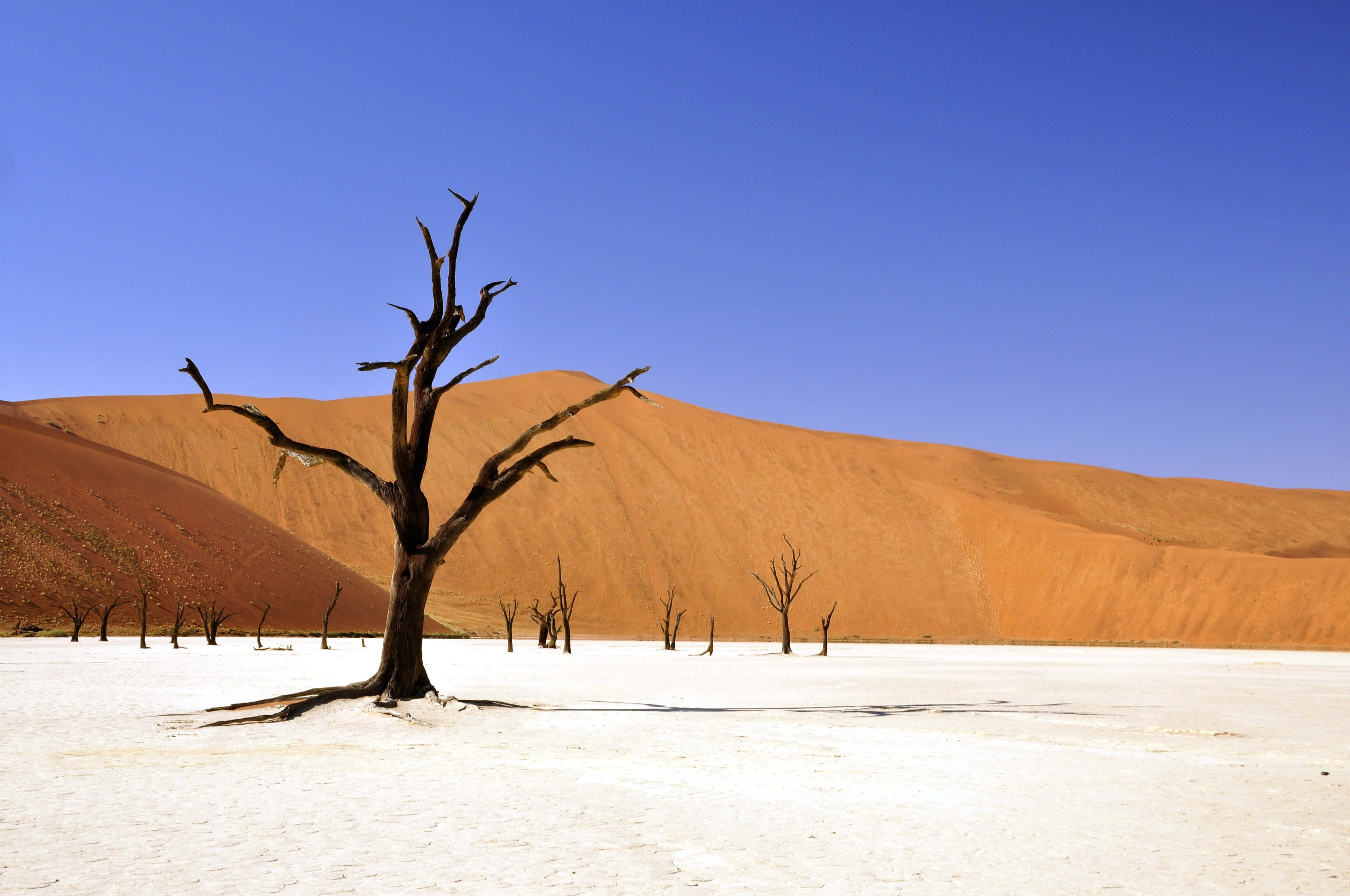 4288x2848 Download Desolate Desert Mountain Dead Tree Wallpaper
