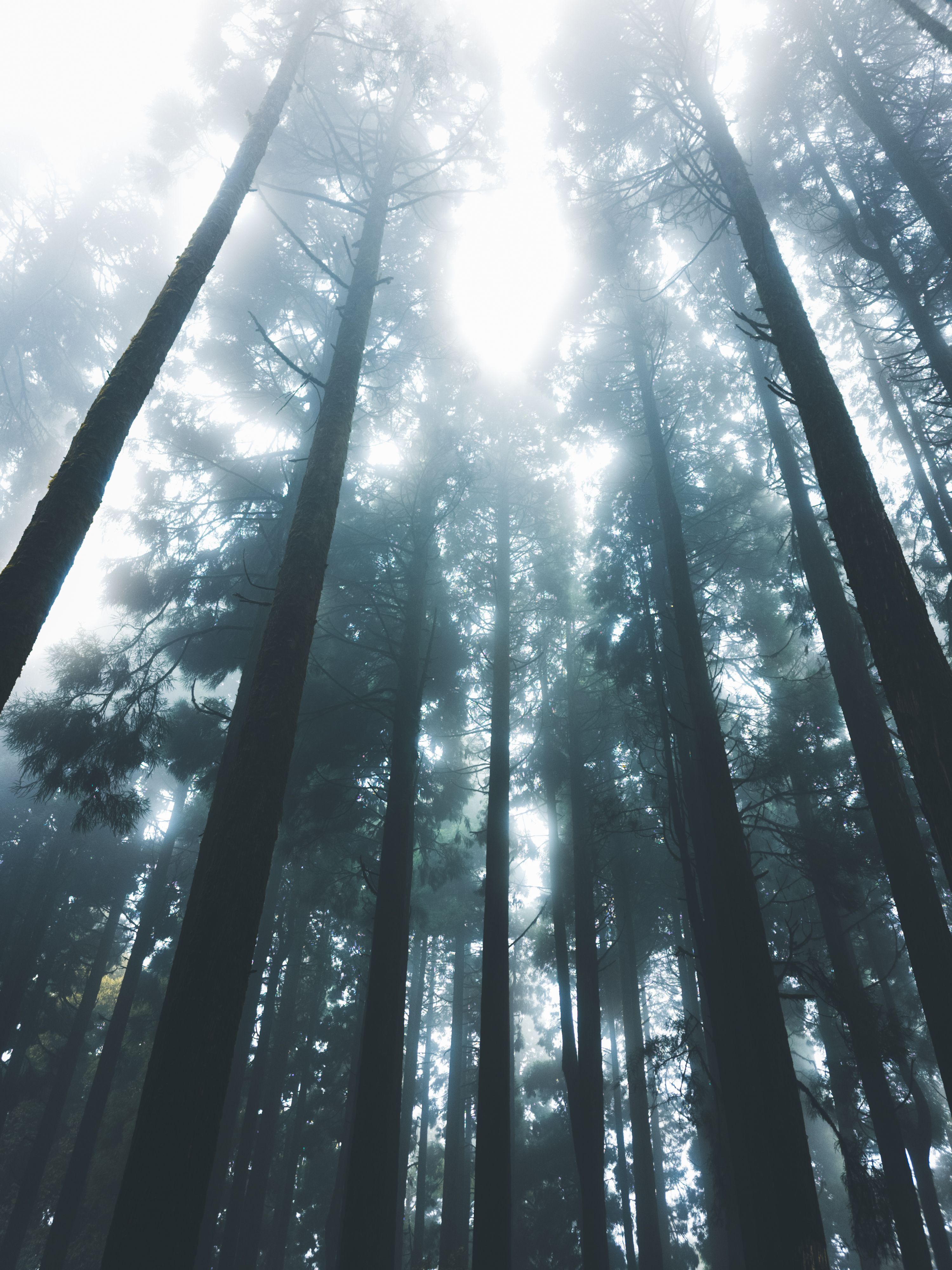 3000x4000 Komorebi Photo, Download The BEST Free Komorebi & HD Image