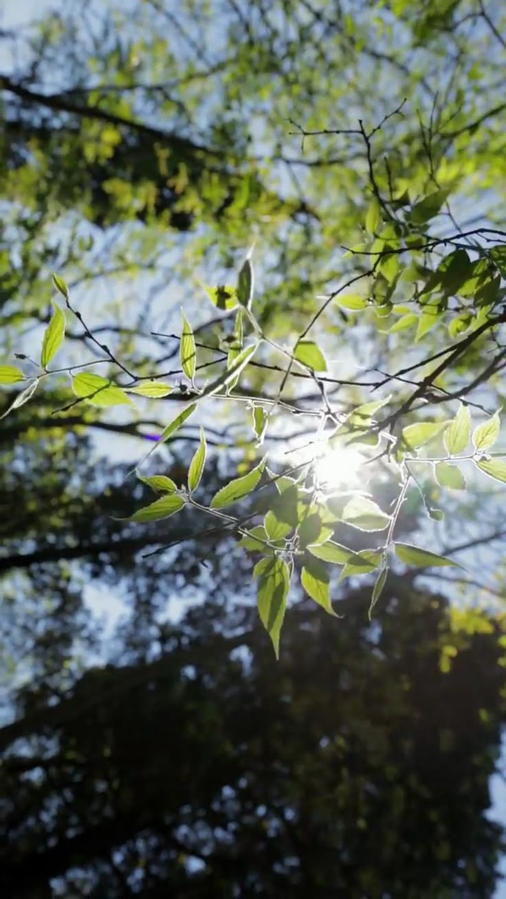 736x1308 Sunlightves. Beautiful Scenery Nature. Komorebi aesthetic wallpaper, Alam, Beautiful nature