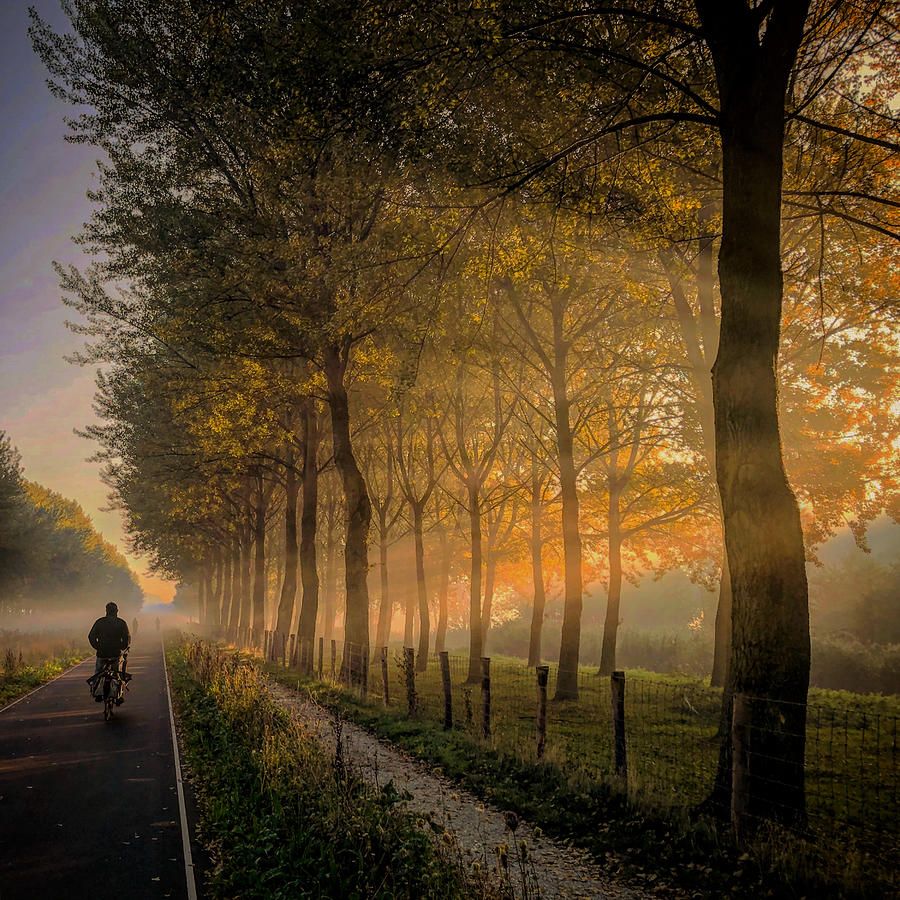 900x900 Komorebi Photograph