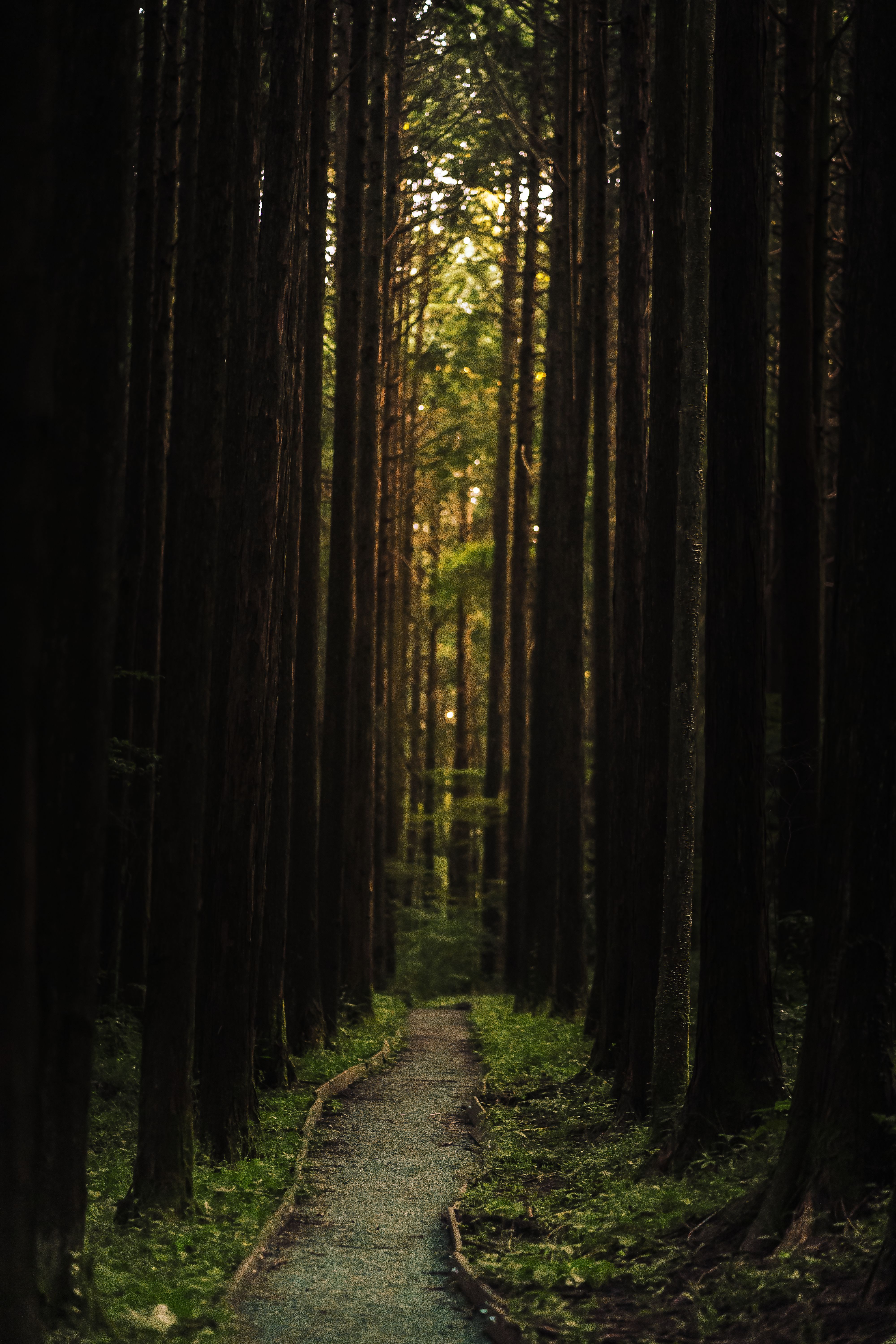4000x6000 Komorebi Photo, Download The BEST Free Komorebi & HD Image