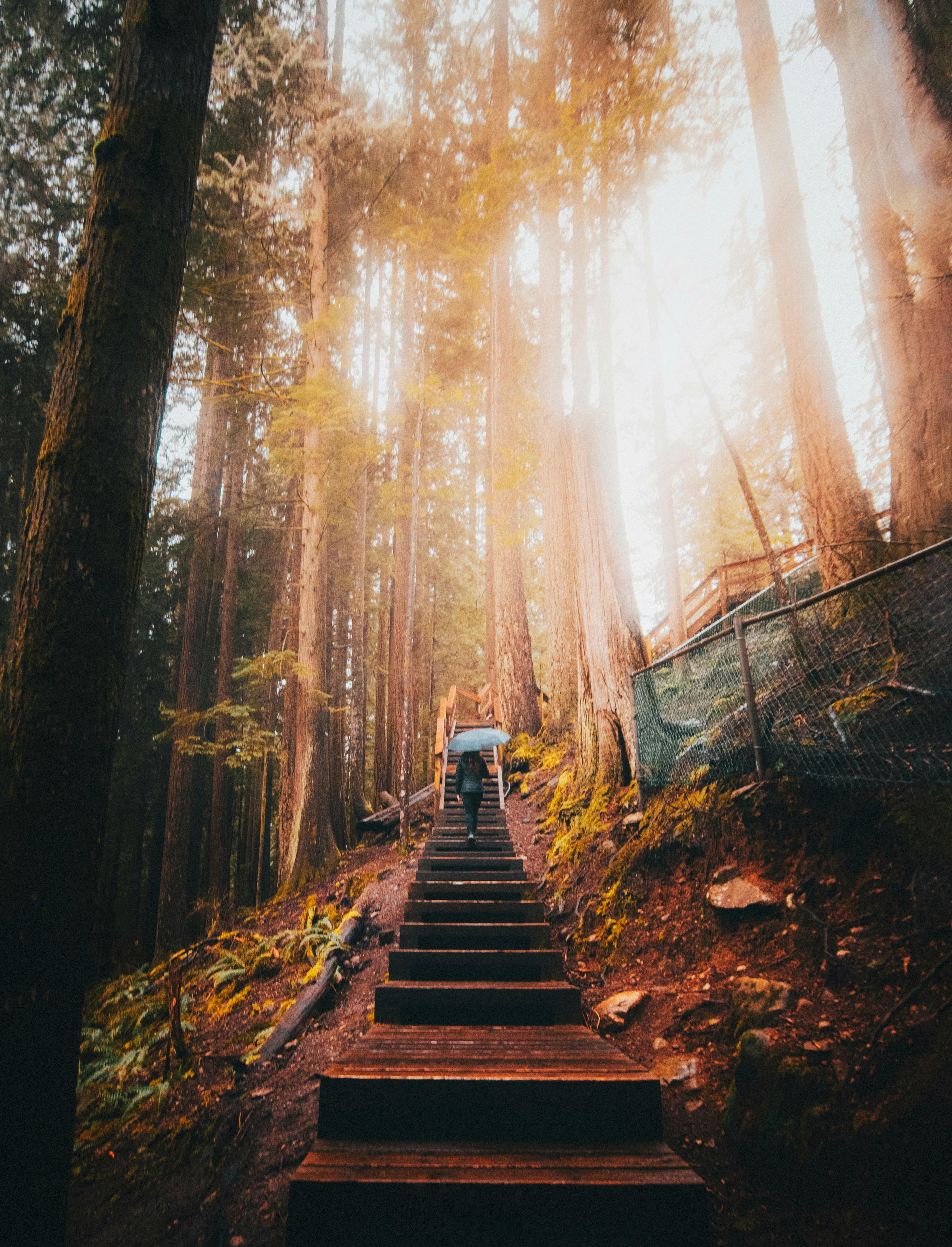 4074x5332 Komorebi at Lynn Canyon Park