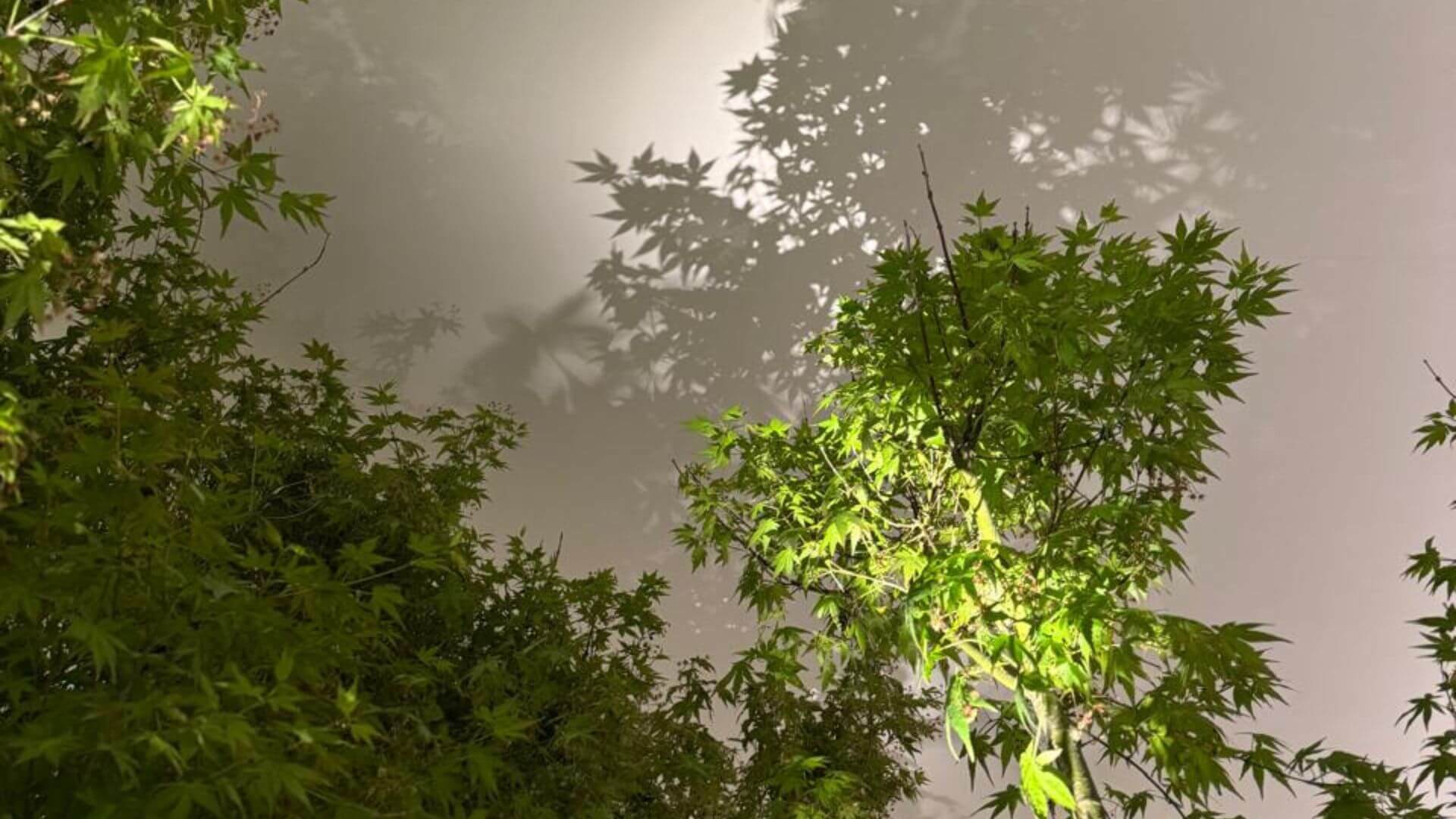 1920x1080 Komorebi: The Art of Light and Shadow. PCLD