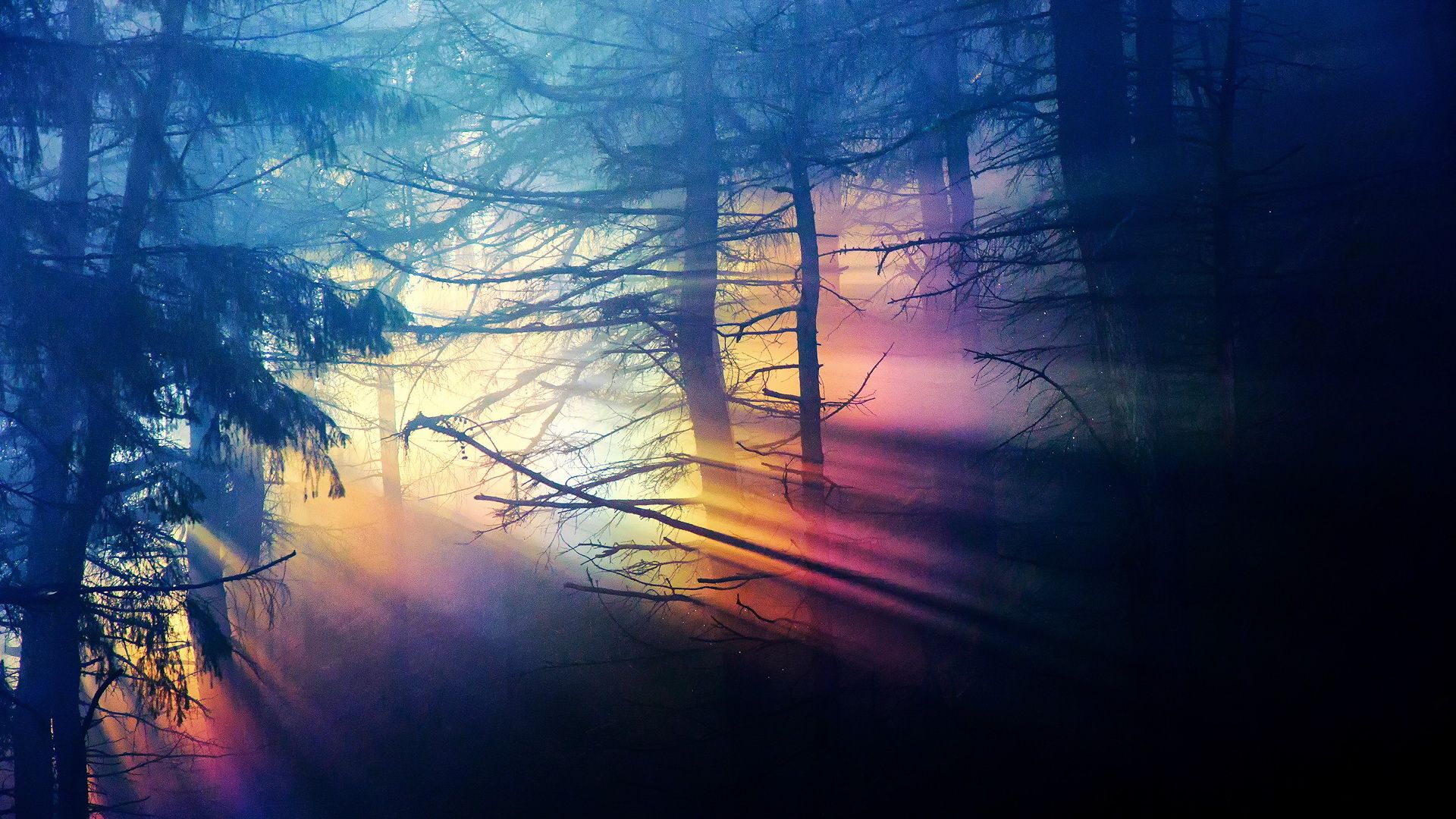 1920x1080 Mystic Sunbeam Forest HD Wallpaperx1080
