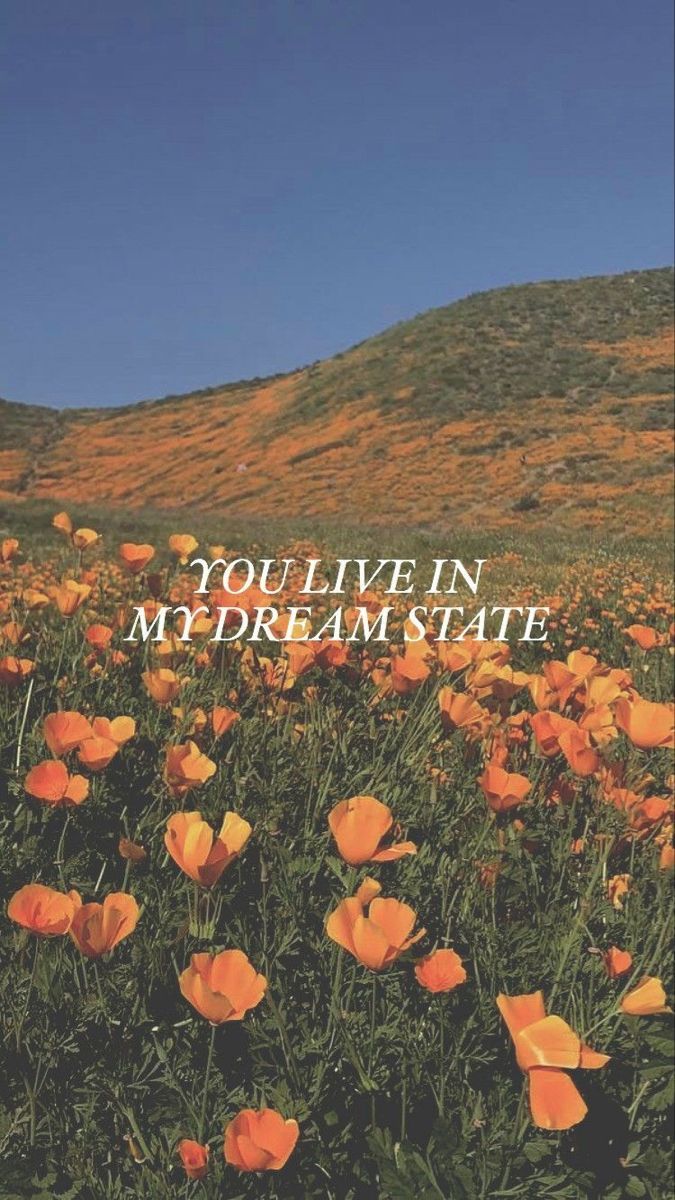 675x1200 Orange Flowers Field Phone Background. California poppy field wallpaper aesthetic, Aesthetic lyric wallpaper, Sun to me wallpaper
