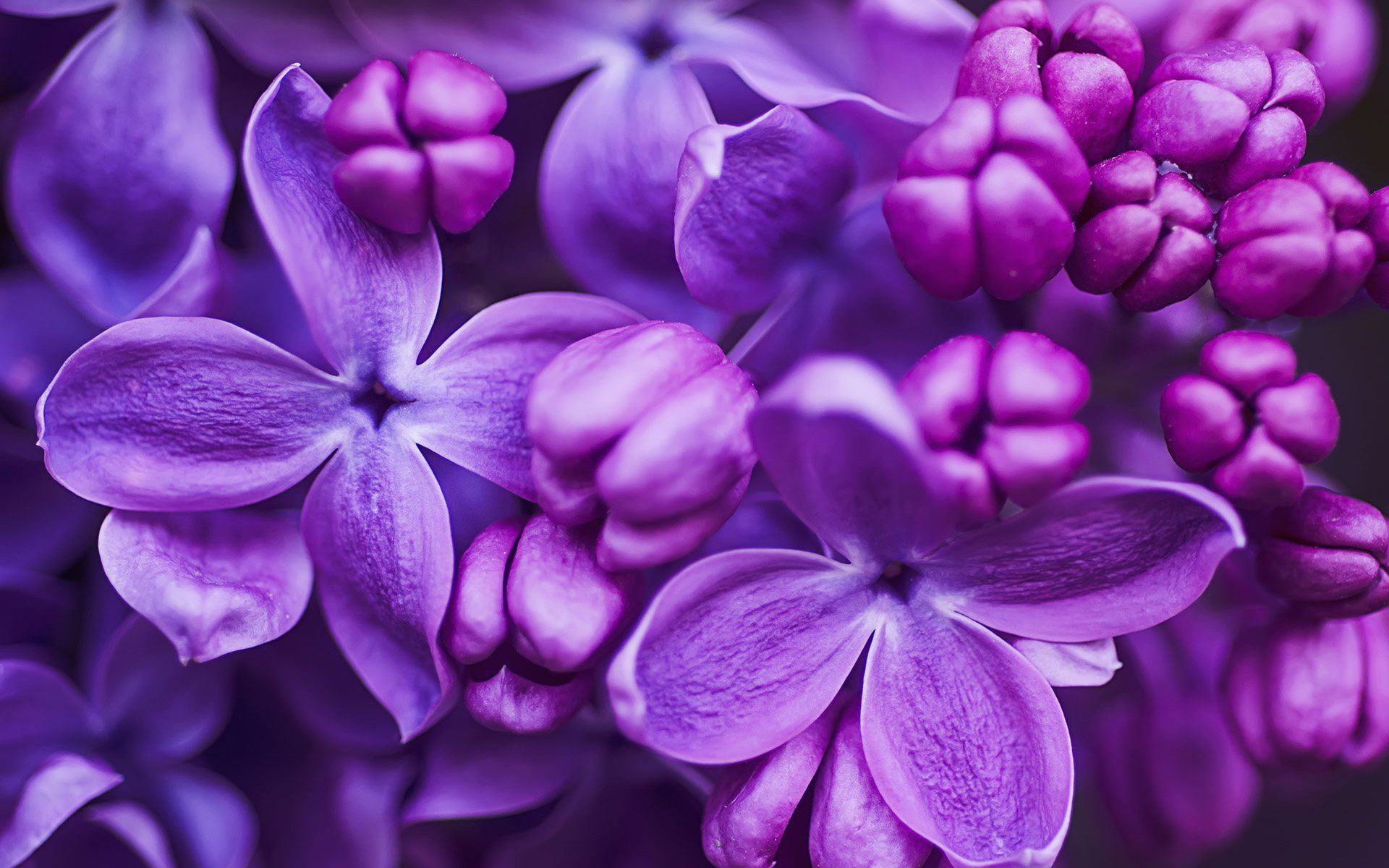 1920x1200 Purple Lilac Blossom