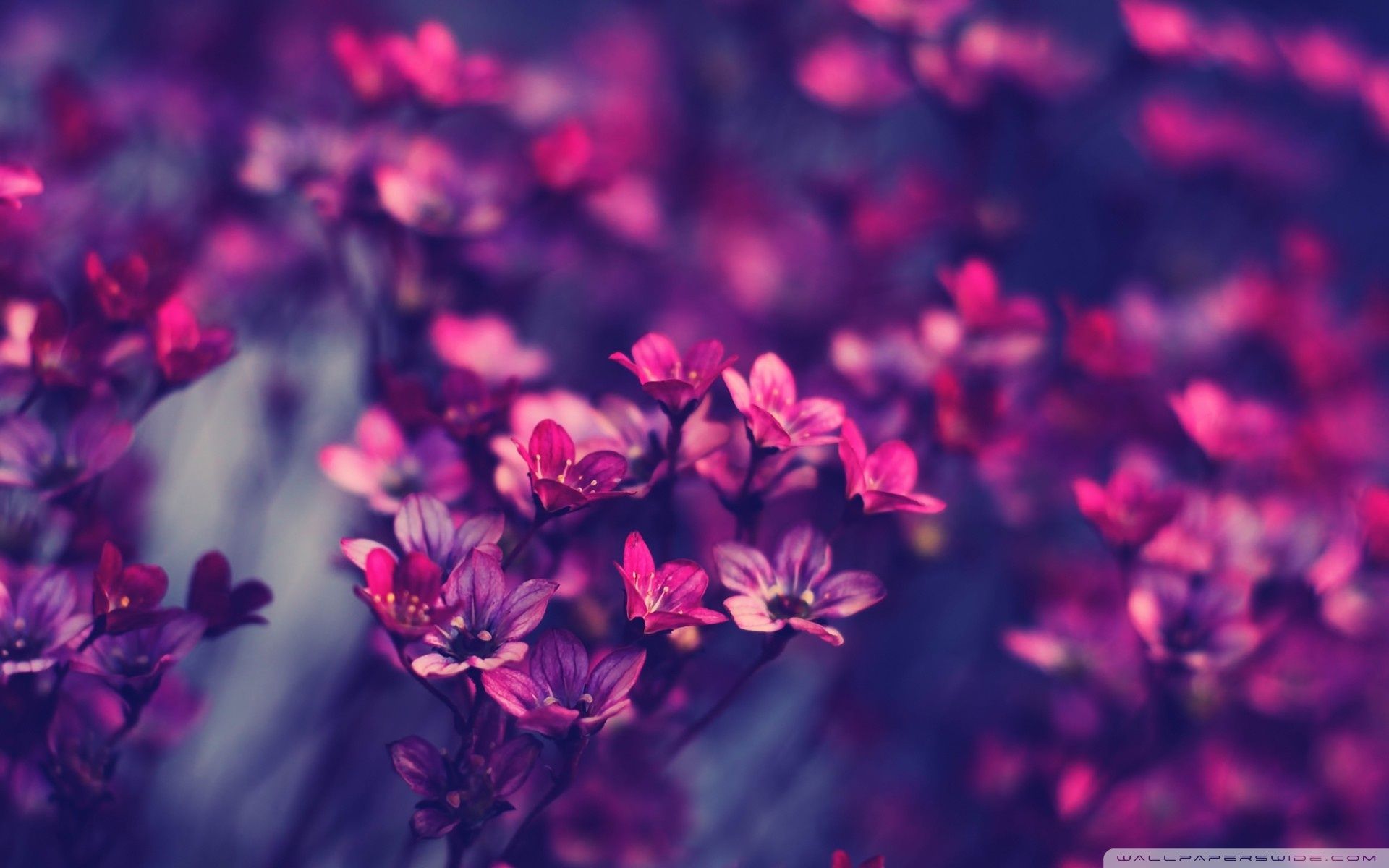1920x1200 Purple Wildflowers 4K UHD Wallpaper for UltraHD Desktop and TV : Smartphone and Tablet Devices