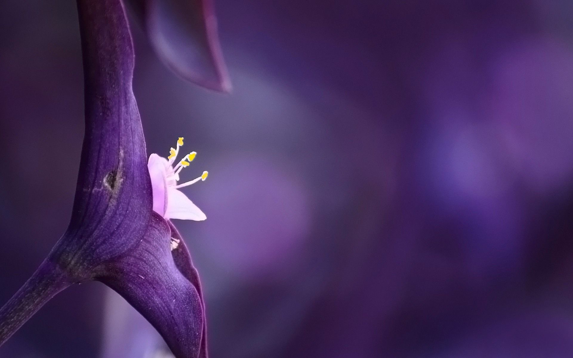 1920x1200 Wallpaper Purple Flower Close Up, Pistil, Purple Background 1920x1200 Picture, Image