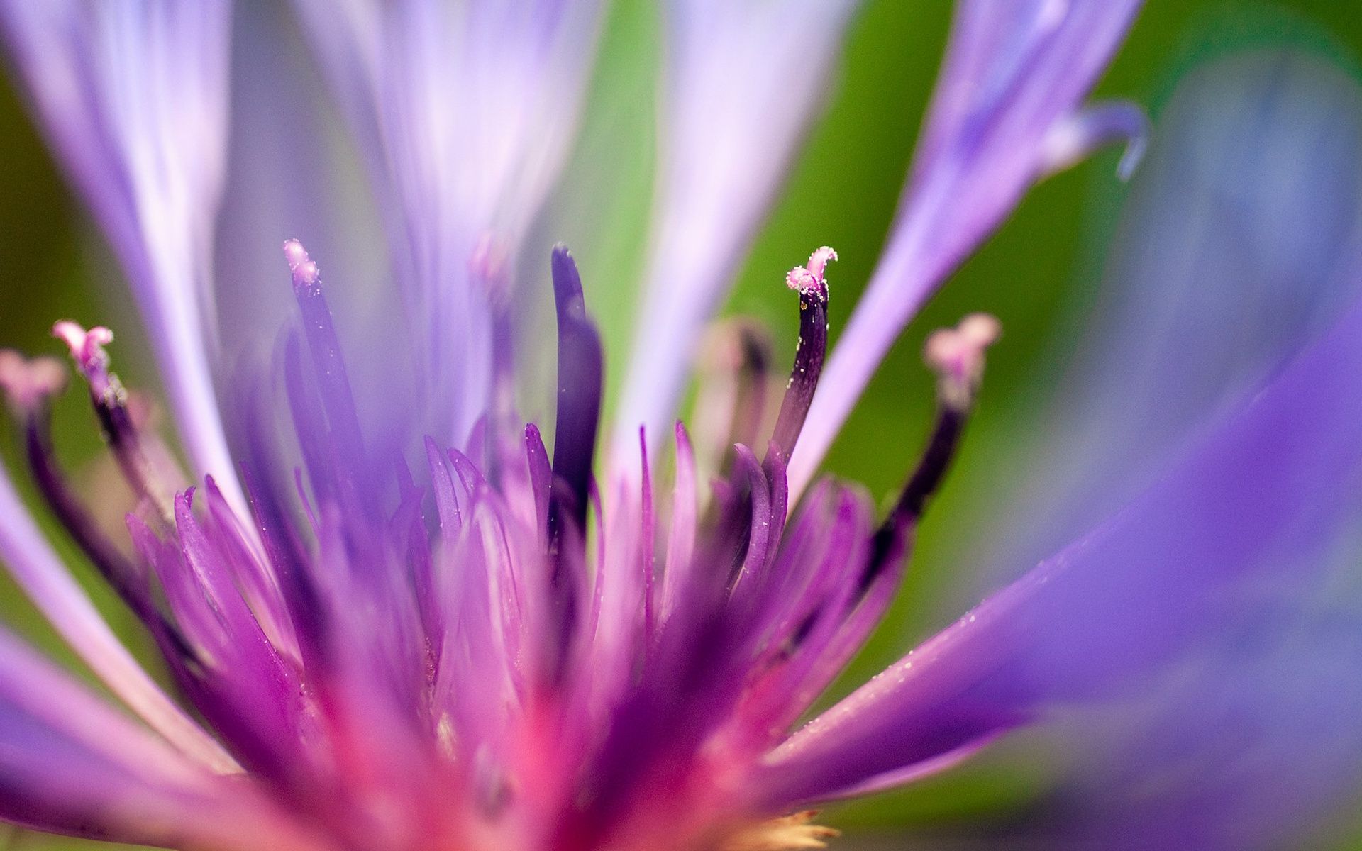 1920x1200 Purple Flower 1080P Resolution , HD 4k Wallpaper, Image, Background, Photos and Picture