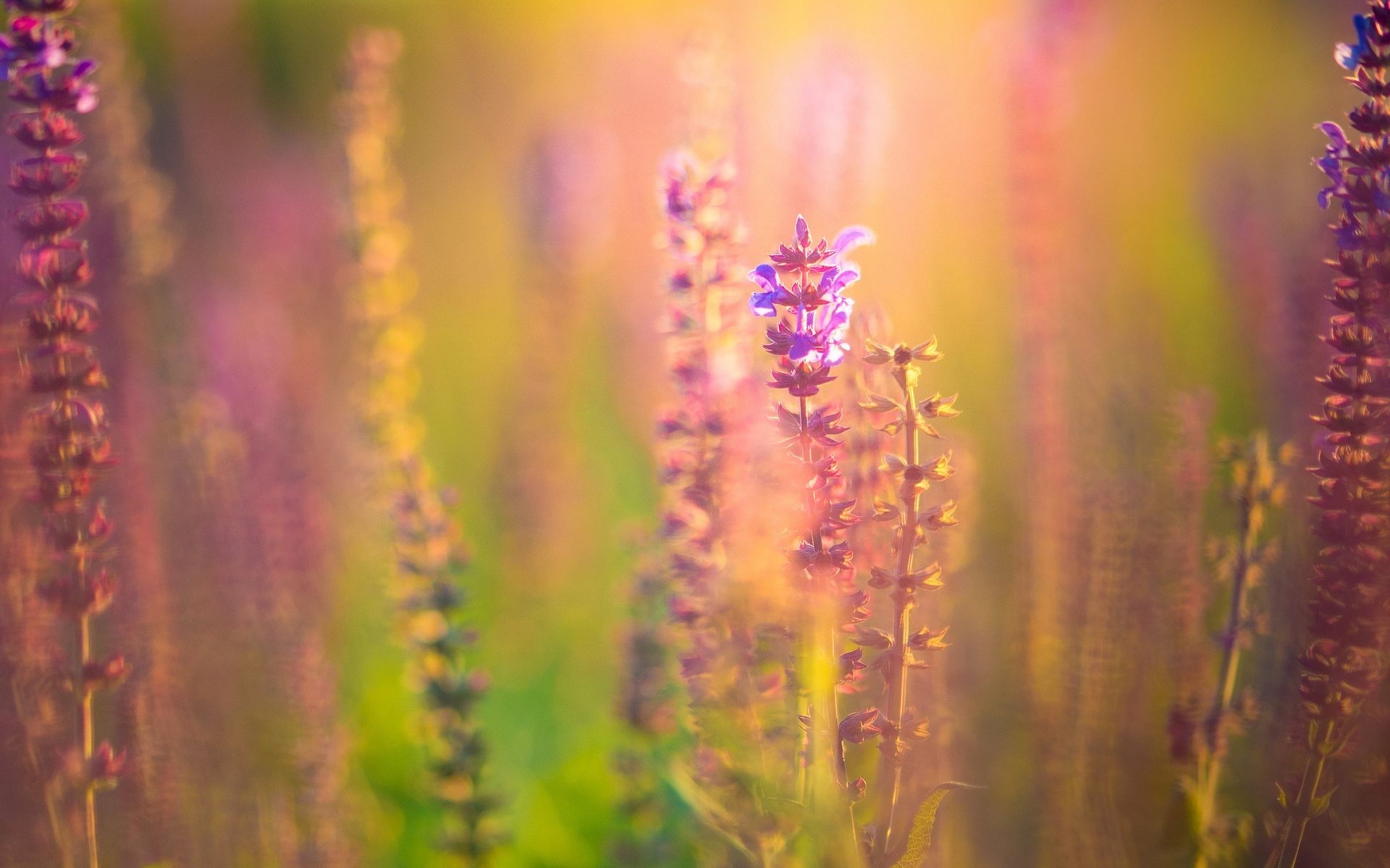 1920x1200 Free purple Full HD wallpaper for desktop and phone