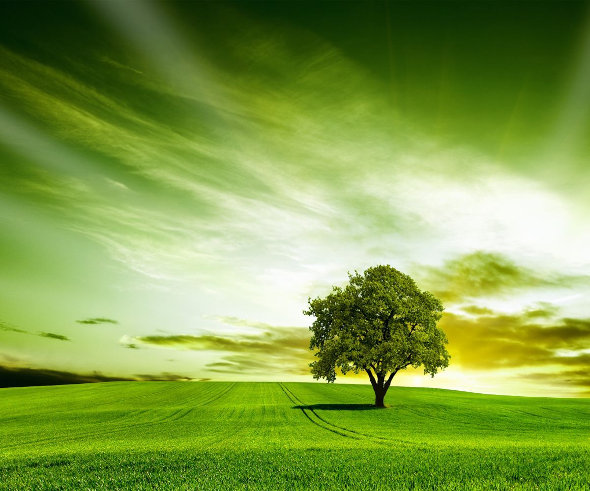 1200x1000 Beautiful Tree and Green landscape Wallpaper for Wall®