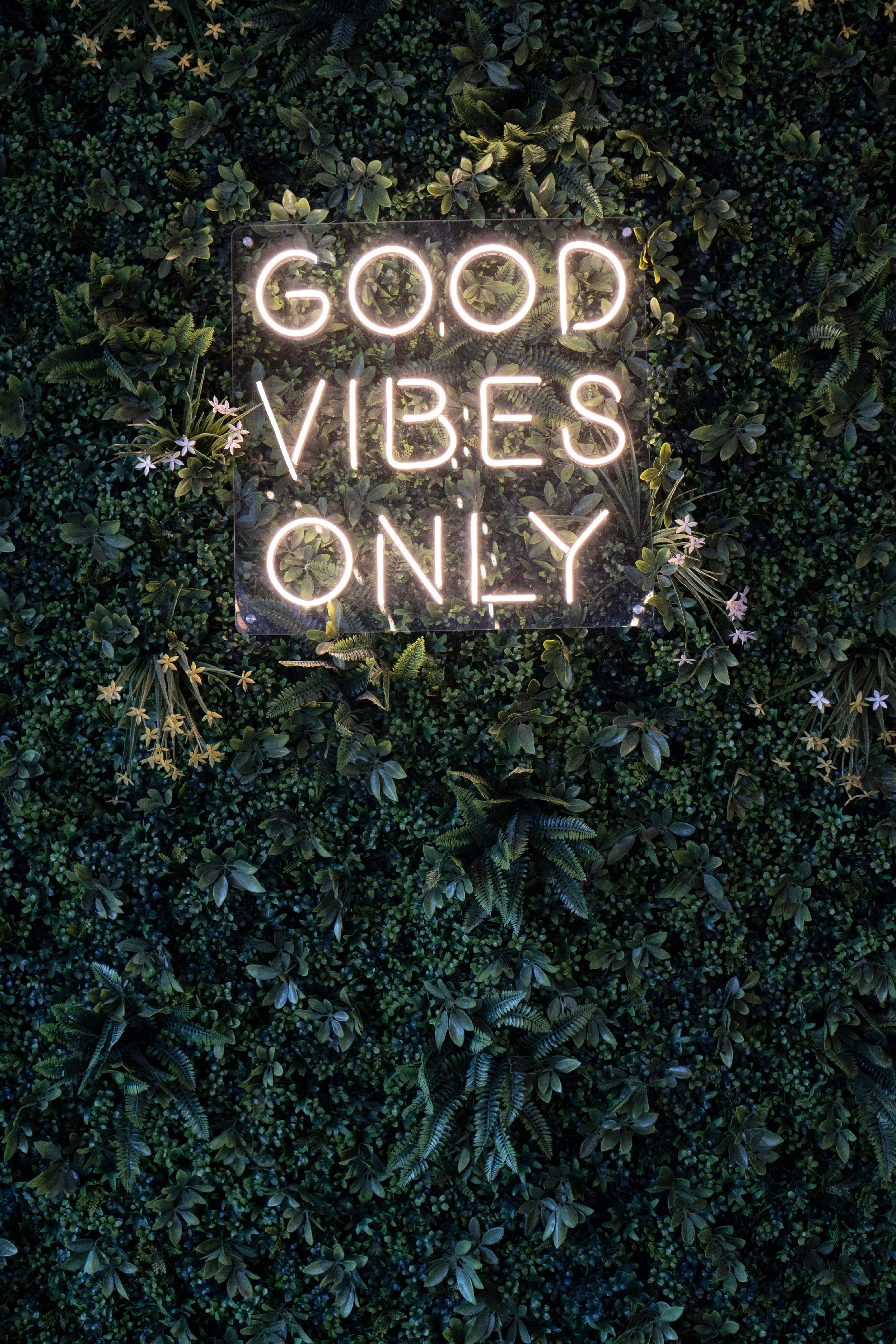 4000x6000 Good Vibes Only Text on Board on Hedge · Free