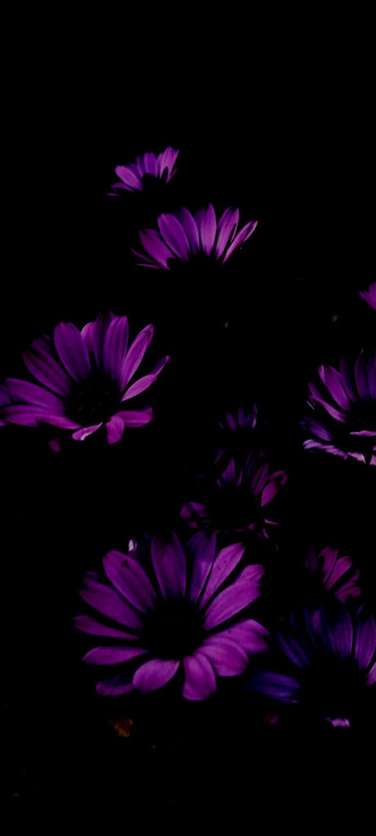 736x1636 Purple Flowers on Black Background. Dark floral photography, Gothic home decor ideas, Moody floral wallpaper