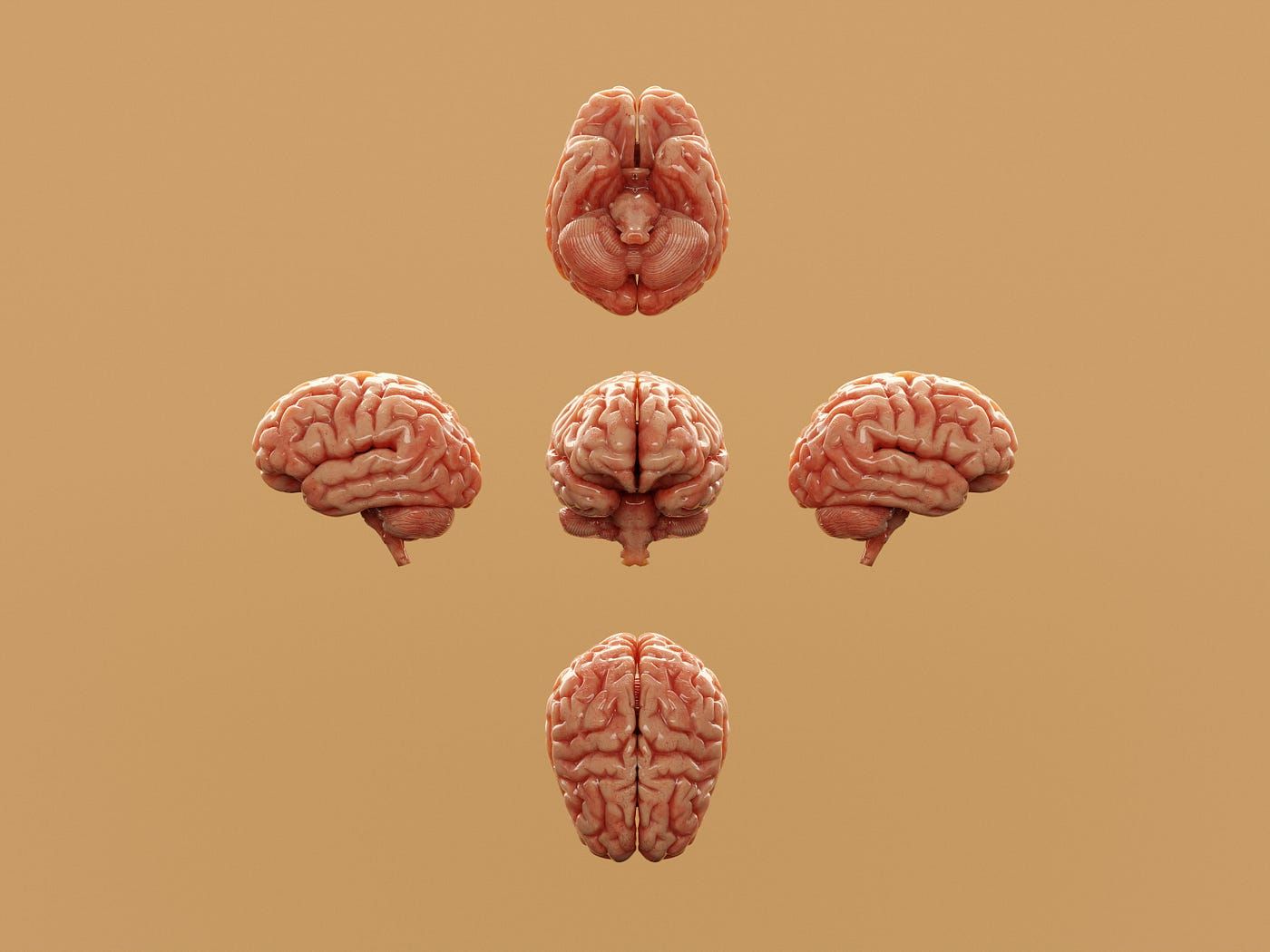 1400x1050 The Neuroscience of Money: Why Your Brain Is Programmed to Stay Broke. by Hazal özzerif