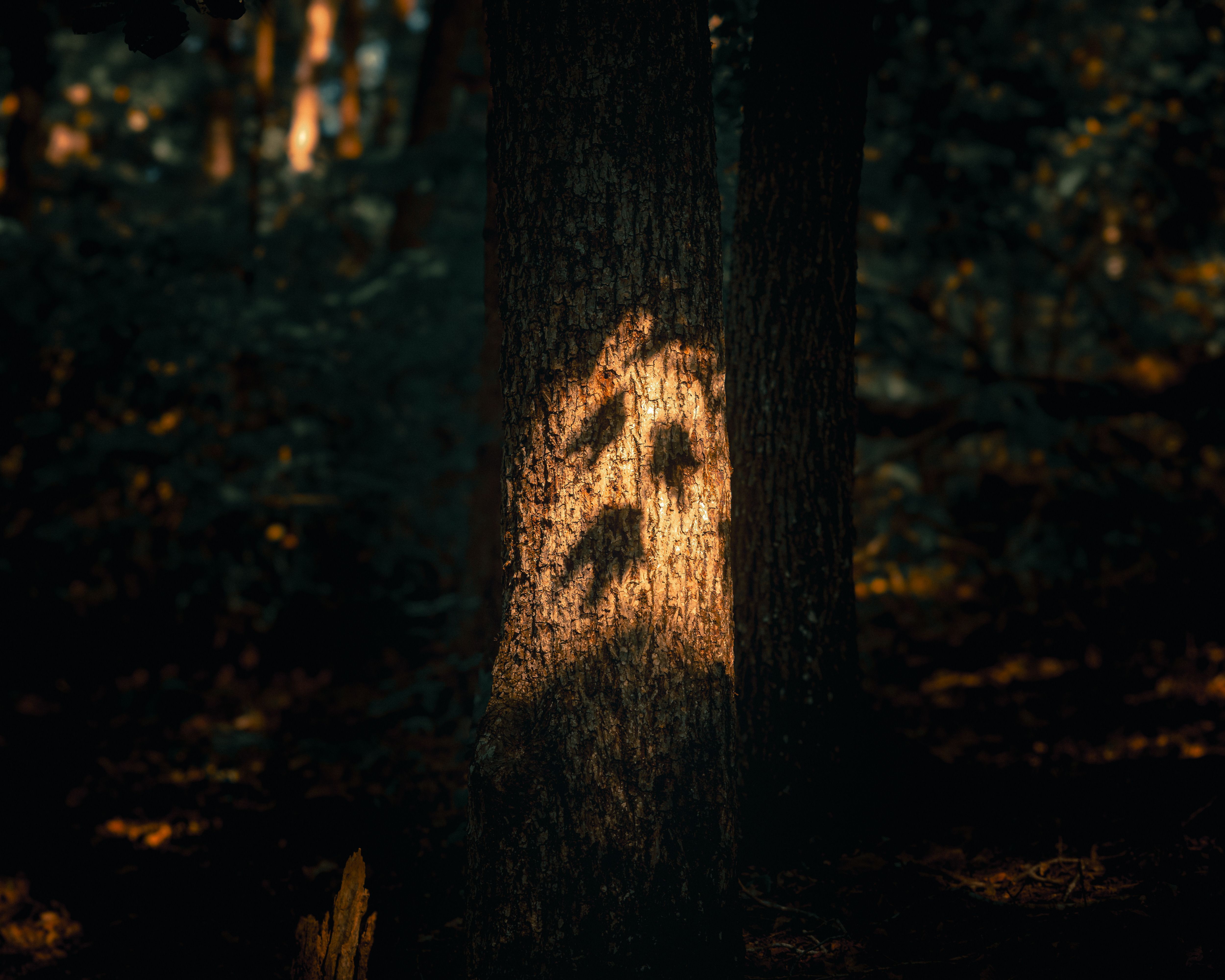 5000x4000 Dark Nature Photo, Download The BEST Free Dark Nature & HD Image