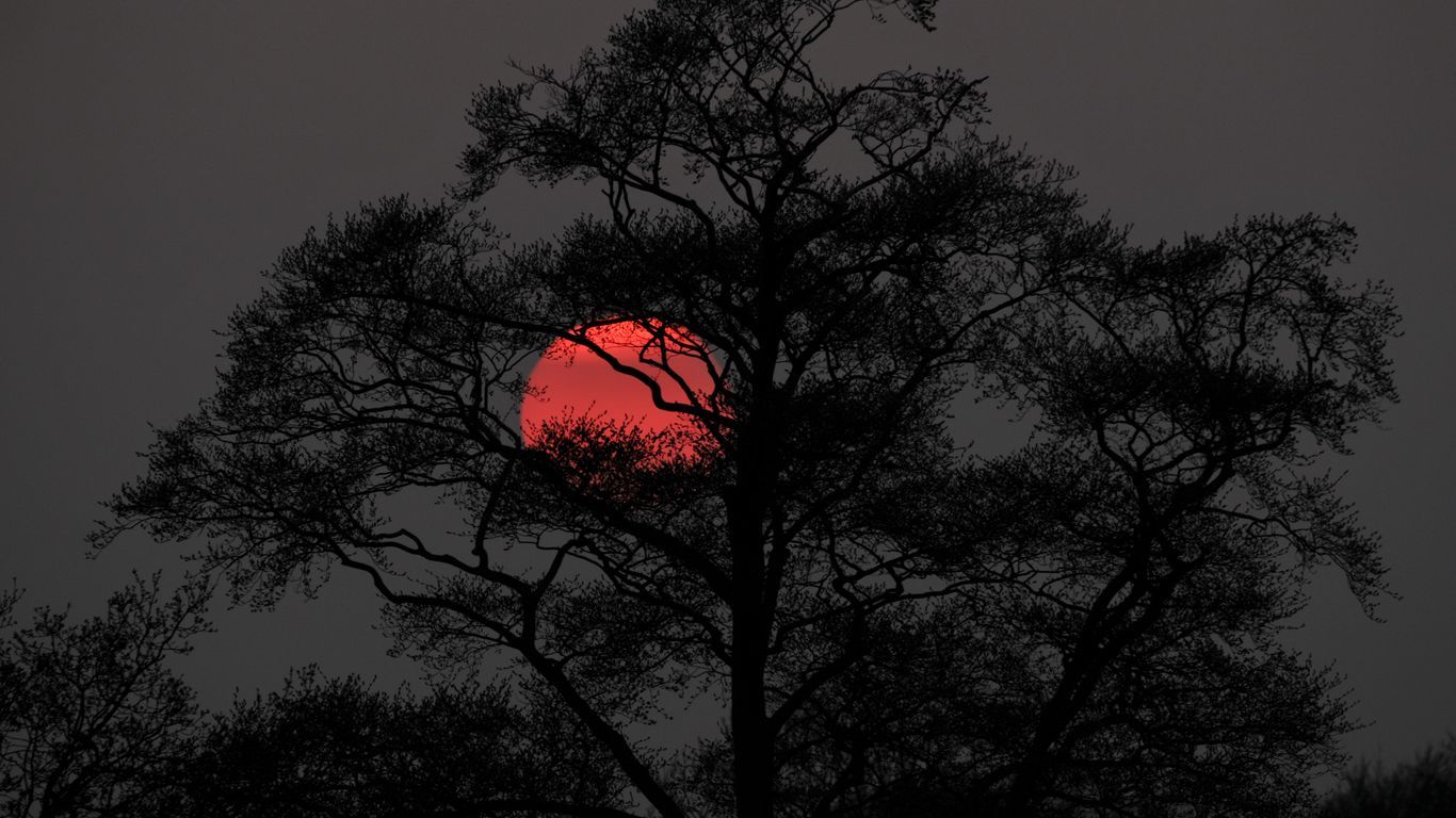 1366x768 Download wallpaper 1366x768 tree, sun, sunset, dusk, dark, nature tablet, laptop HD background