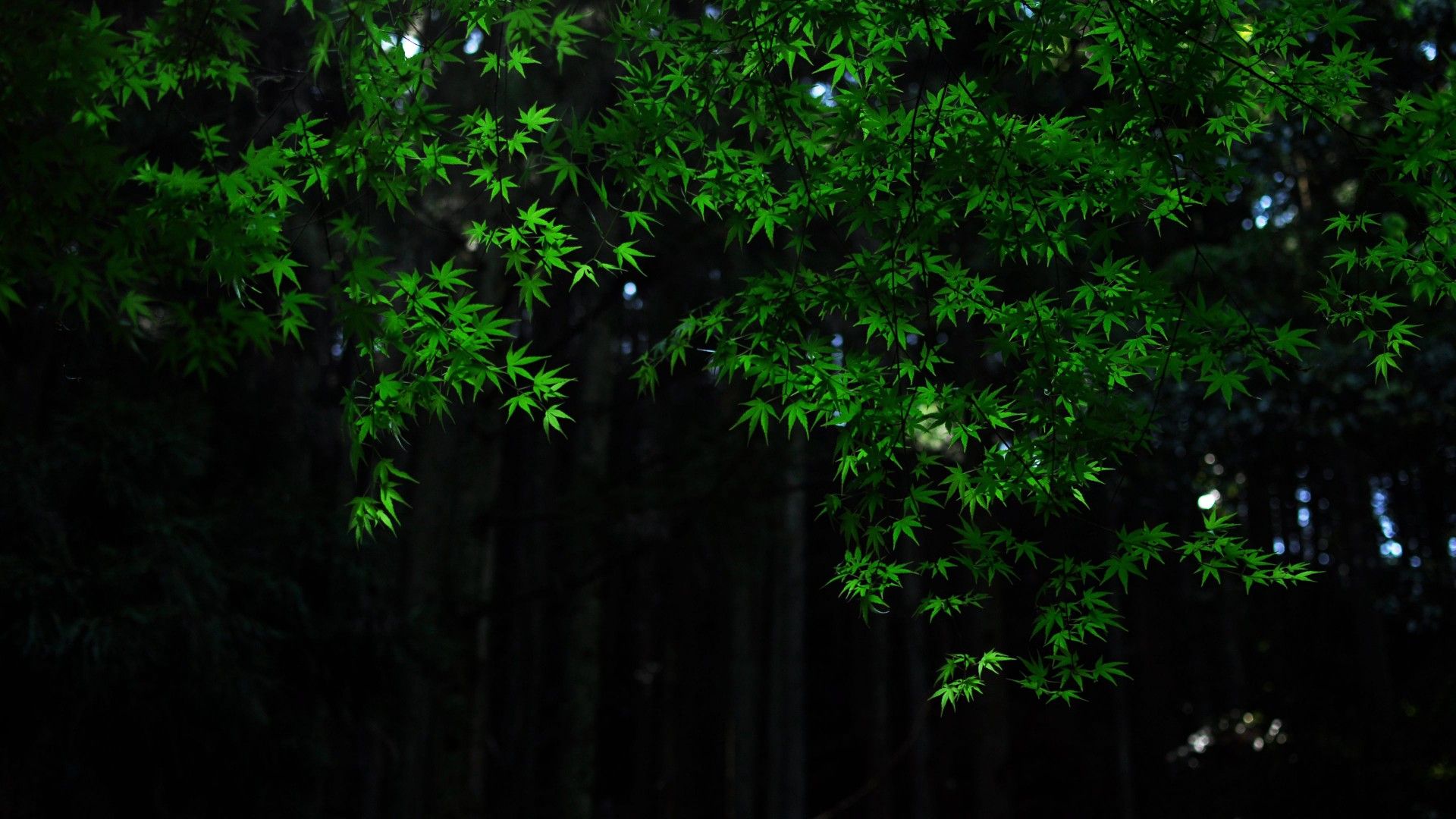 1920x1080 Nature, Green, Maple, Leaves, Tree, Branches, Dark, Background, Bokeh, Forest 4K HD Dark Background Wallpaper