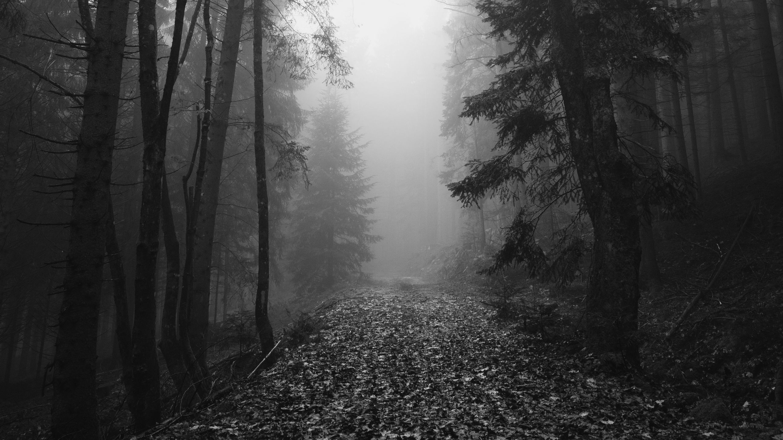 2560x1440 Forest Fog Autumn Darkness Black And White Dry Leaves HD Nature Wallpaper