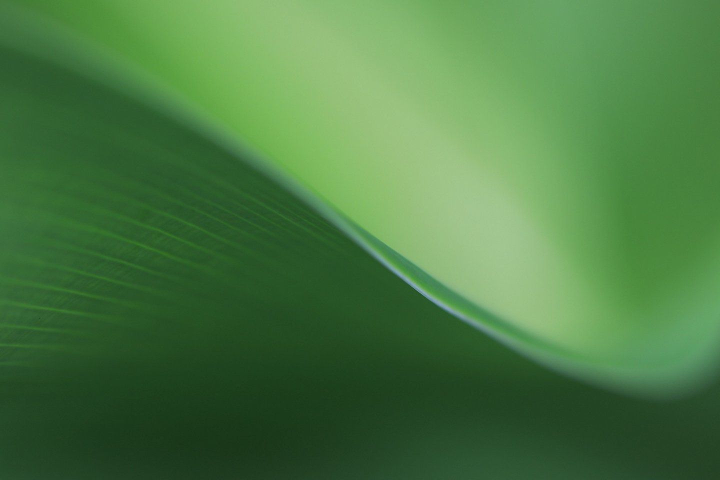1440x960 Our Global Impact. Making a Positive Difference. Herbalife U.S