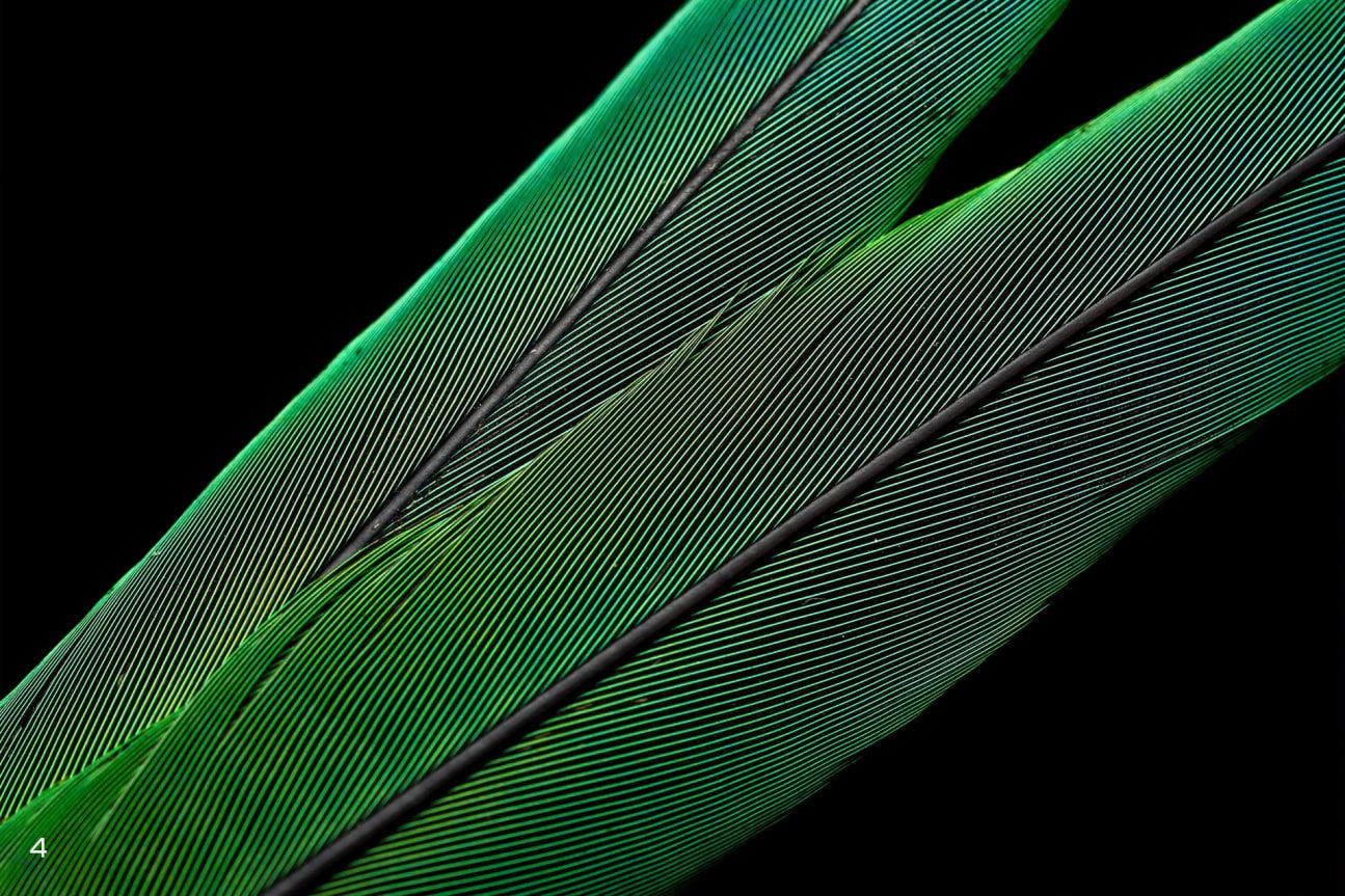 1295x863 Nature's Palette in Flight