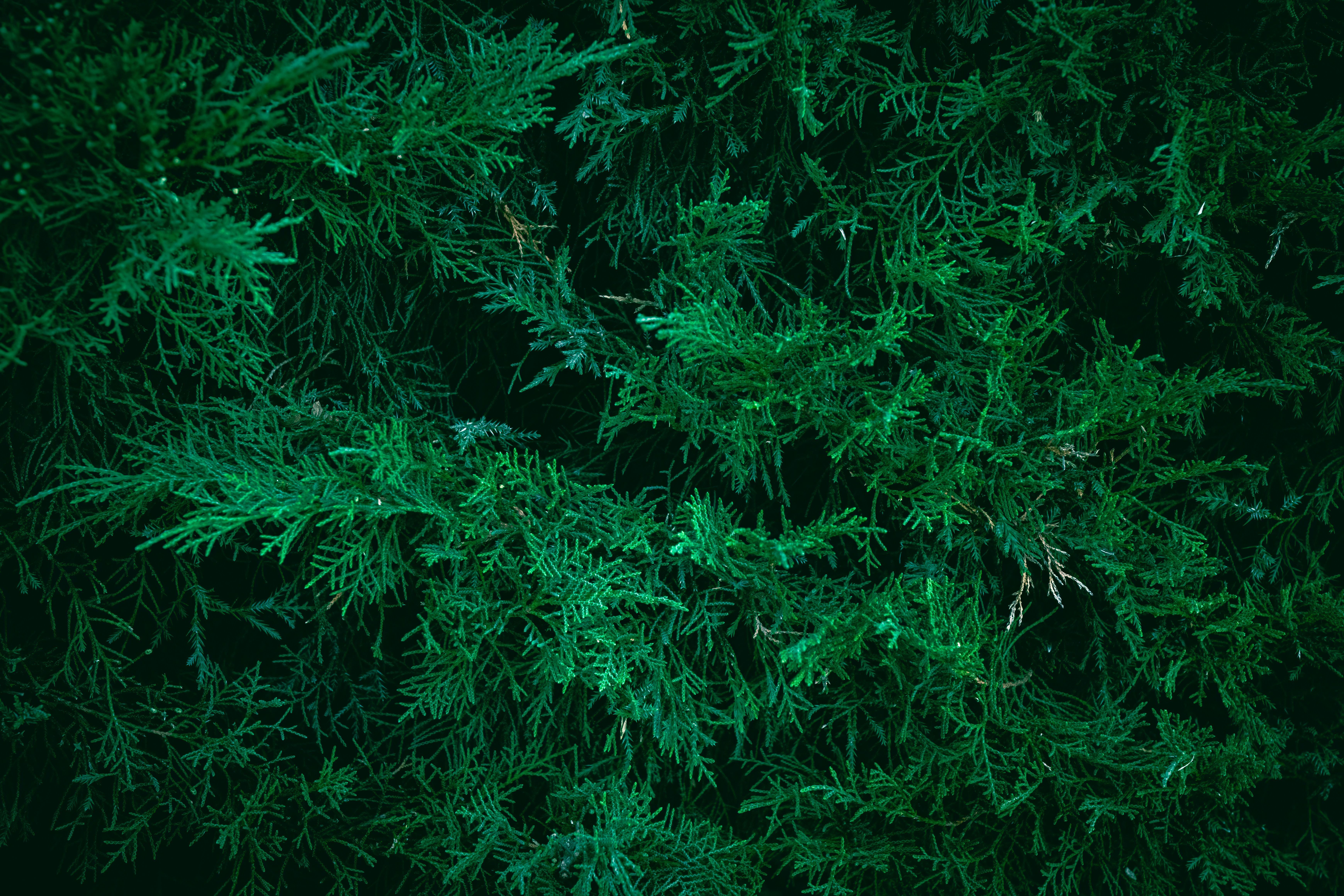 6960x4640 Green Wallpaper Photo, Download The BEST Free Green Wallpaper & HD Image