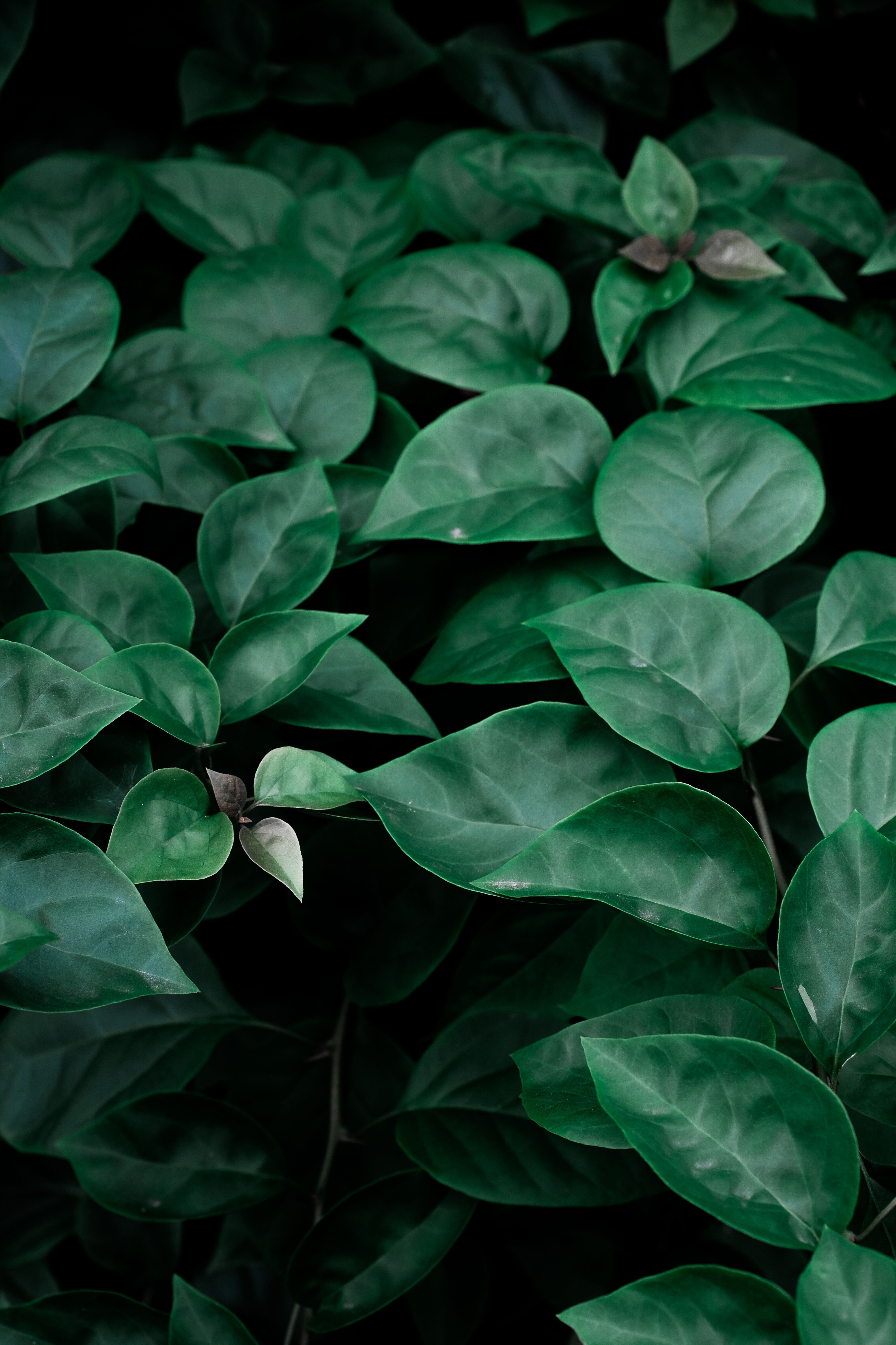 4000x6000 Green Wallpaper Photo, Download The BEST Free Green Wallpaper & HD Image