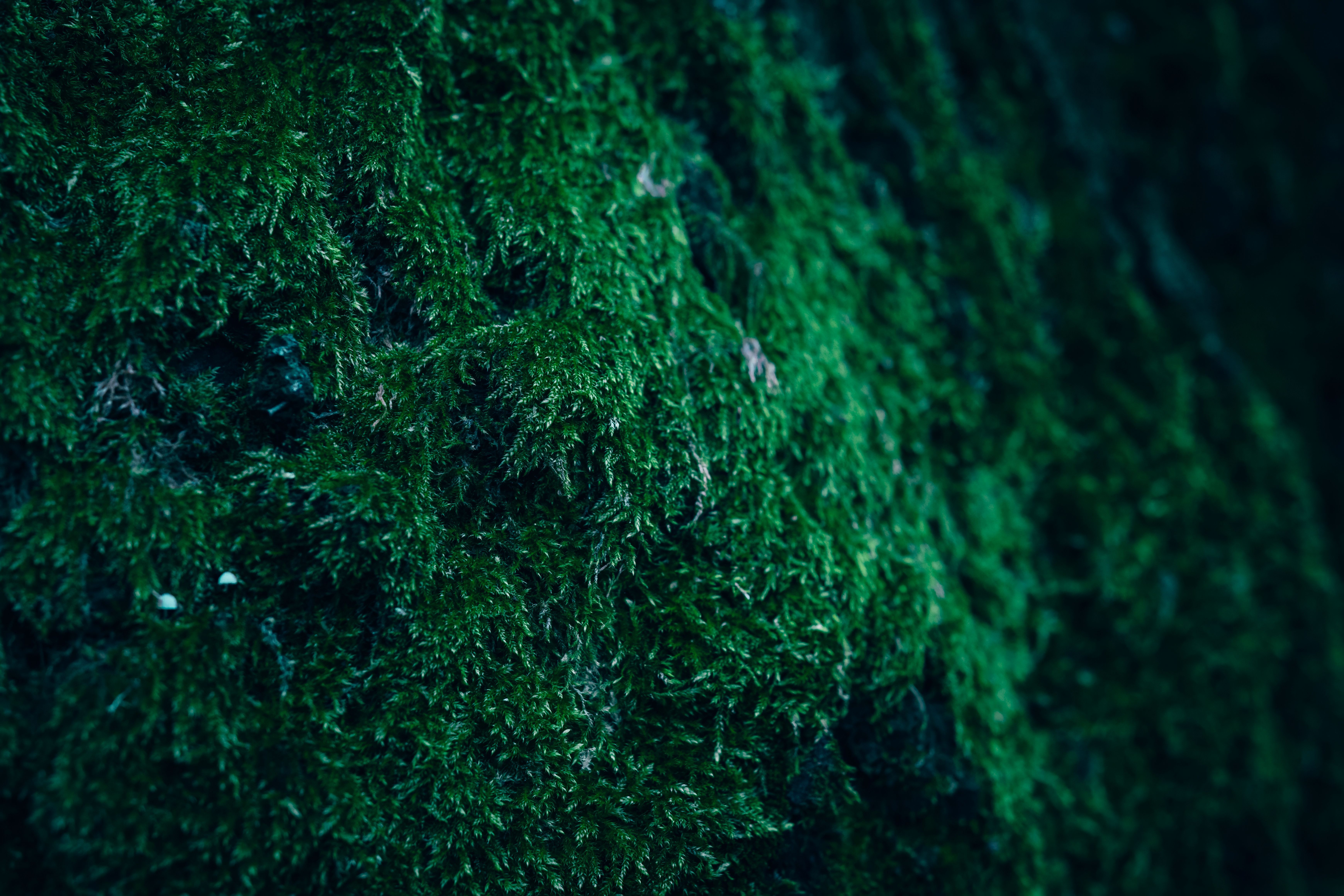6960x4640 Green Wallpaper Photo, Download The BEST Free Green Wallpaper & HD Image
