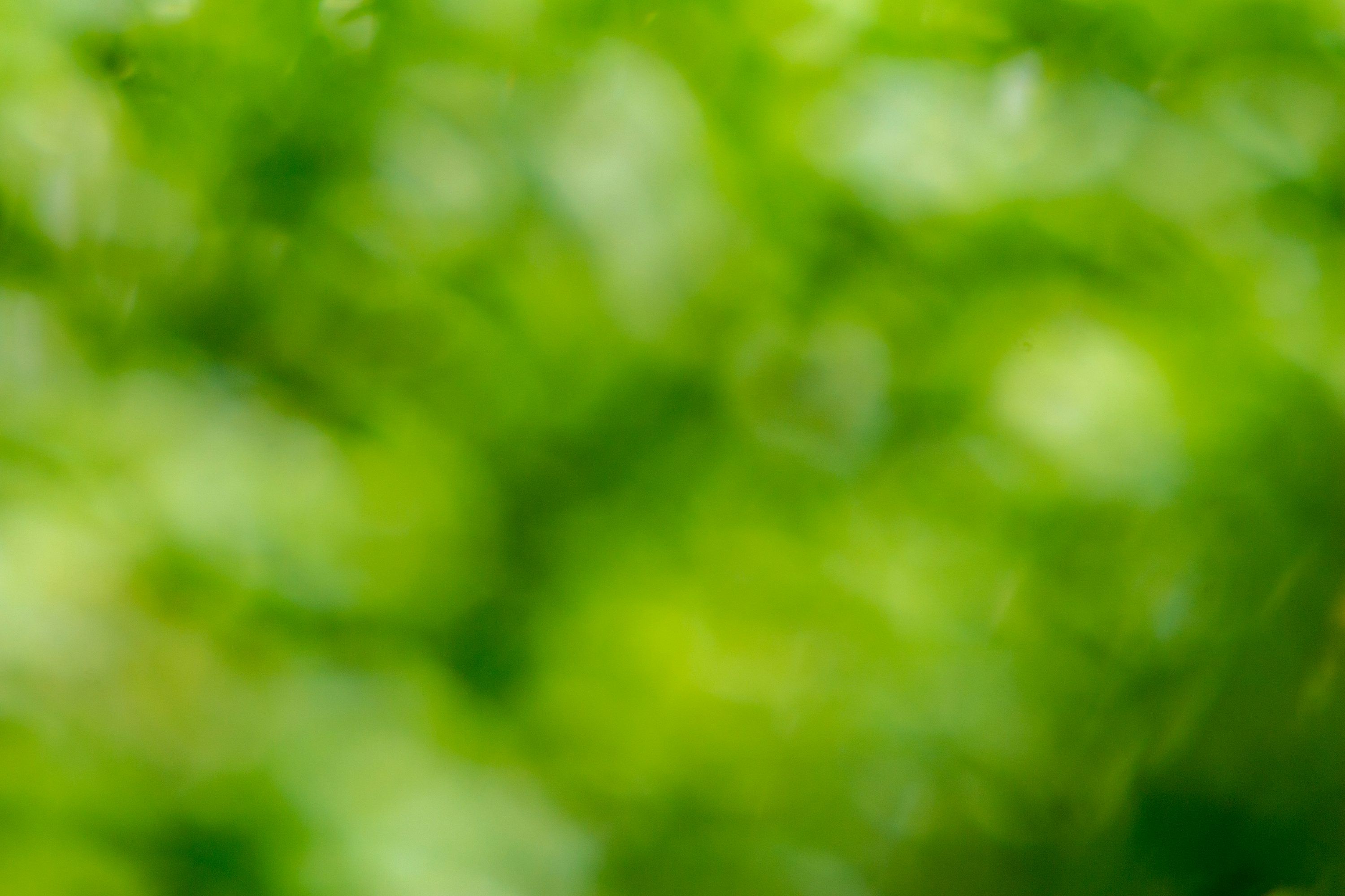3000x2000 Light Green Background Image HD Downloads