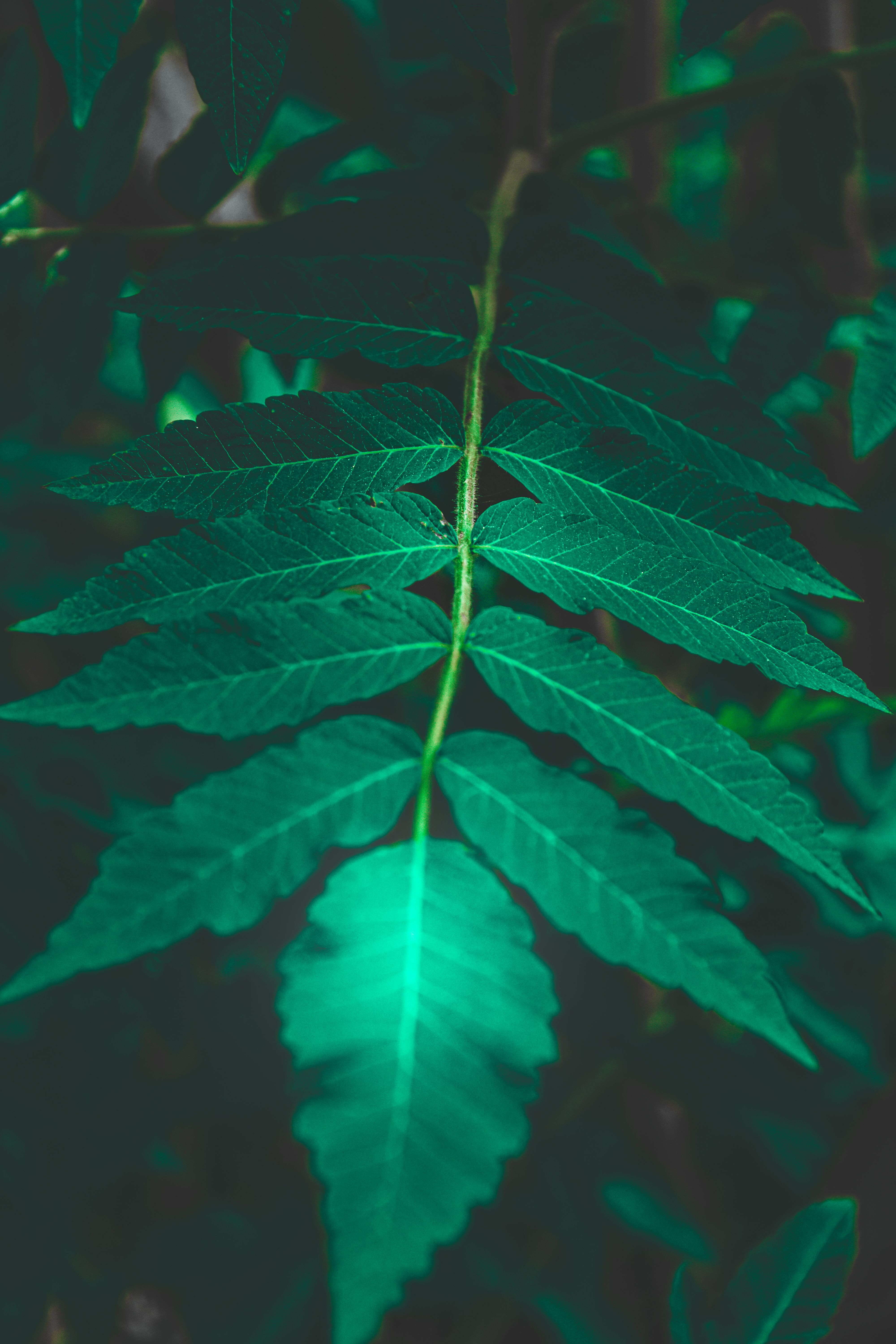 4000x6000 Green Wallpaper Photo, Download The BEST Free Green Wallpaper & HD Image