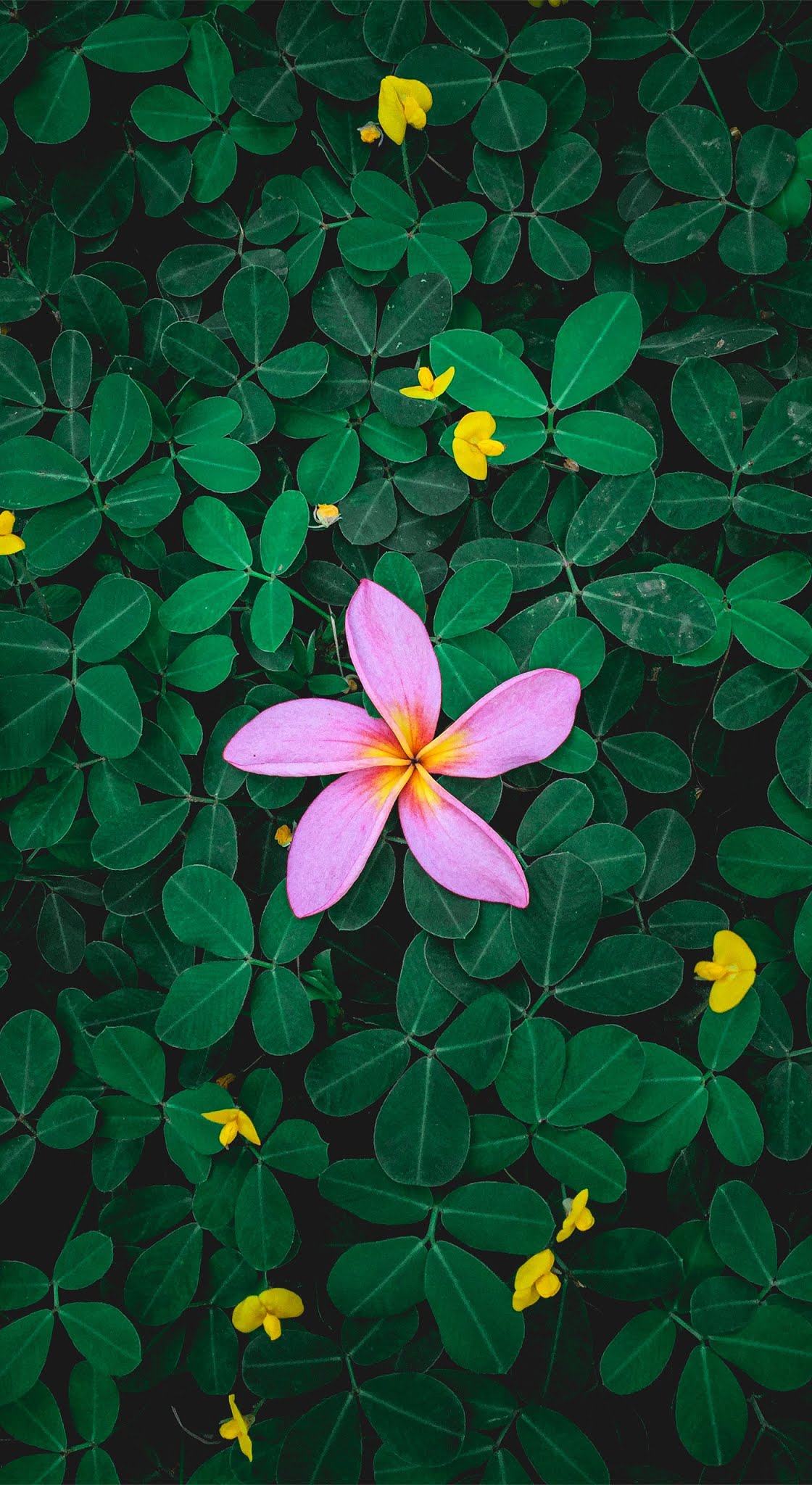 1120x2048 Ambiance beautiful flower, mobile wallpaper, leafs, green , mobile wallpaper Mobile Walls