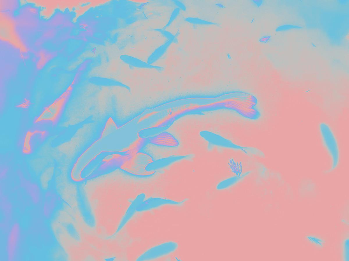 1200x900 feel like this could be a sick dream pop / shoegaze album cover