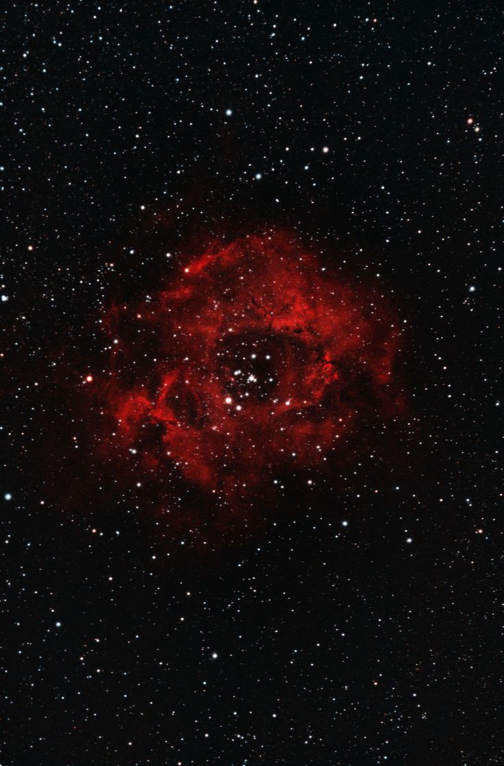 736x1118 The Rosette Nebula alias Skull Nebula