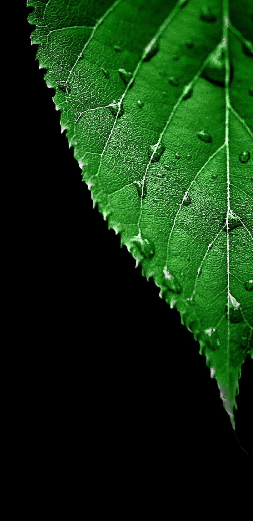 810x1665 OPPO F31 5G Wallpaper