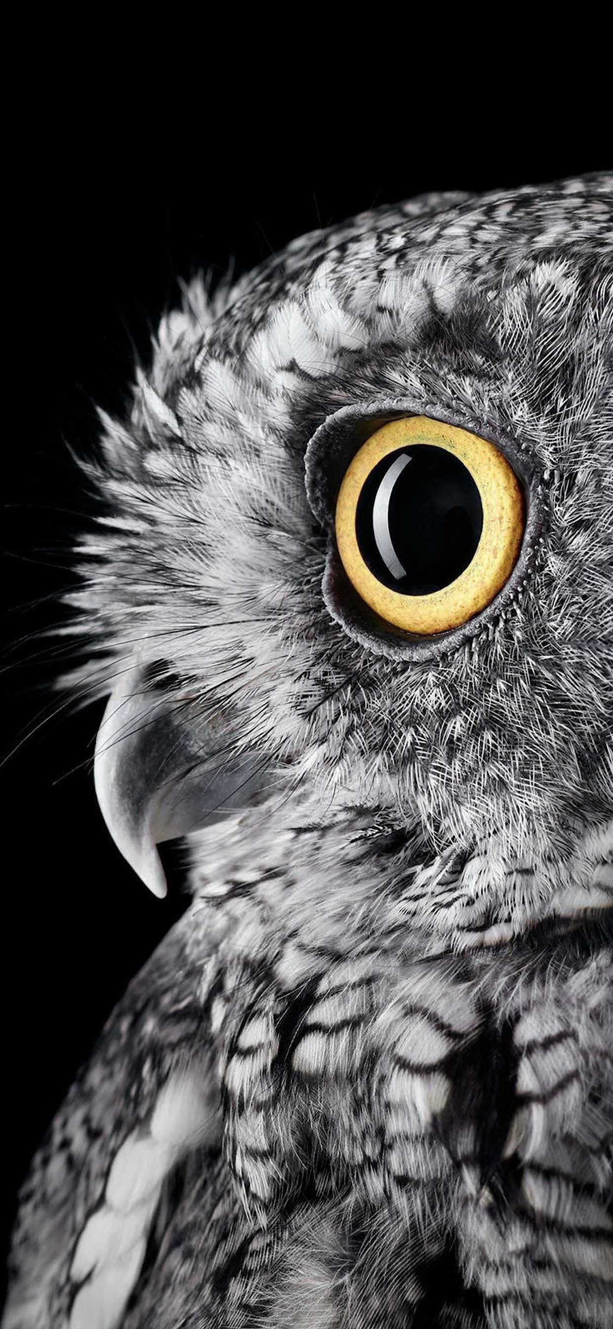 1240x2688 [1240x2688 Beautiful side view of an owl, works on OLED phones if you have one