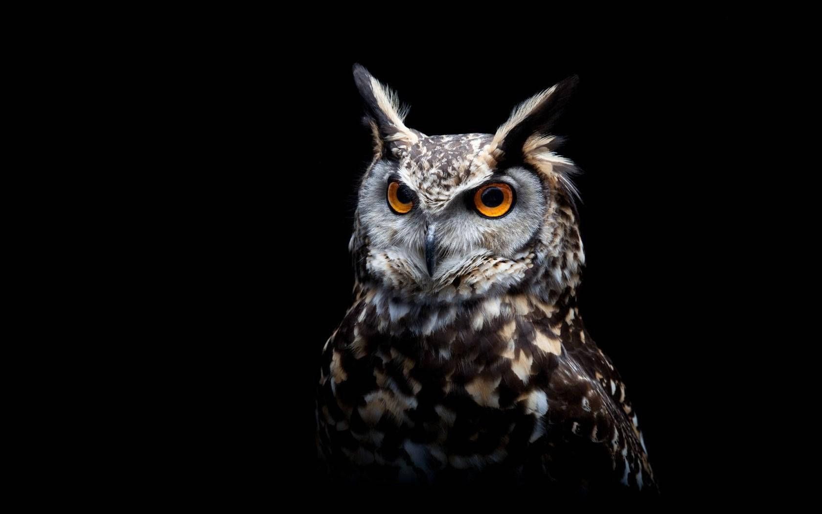 1680x1050 Download A Great Horned Owl Perched in the Shadows Wallpaper